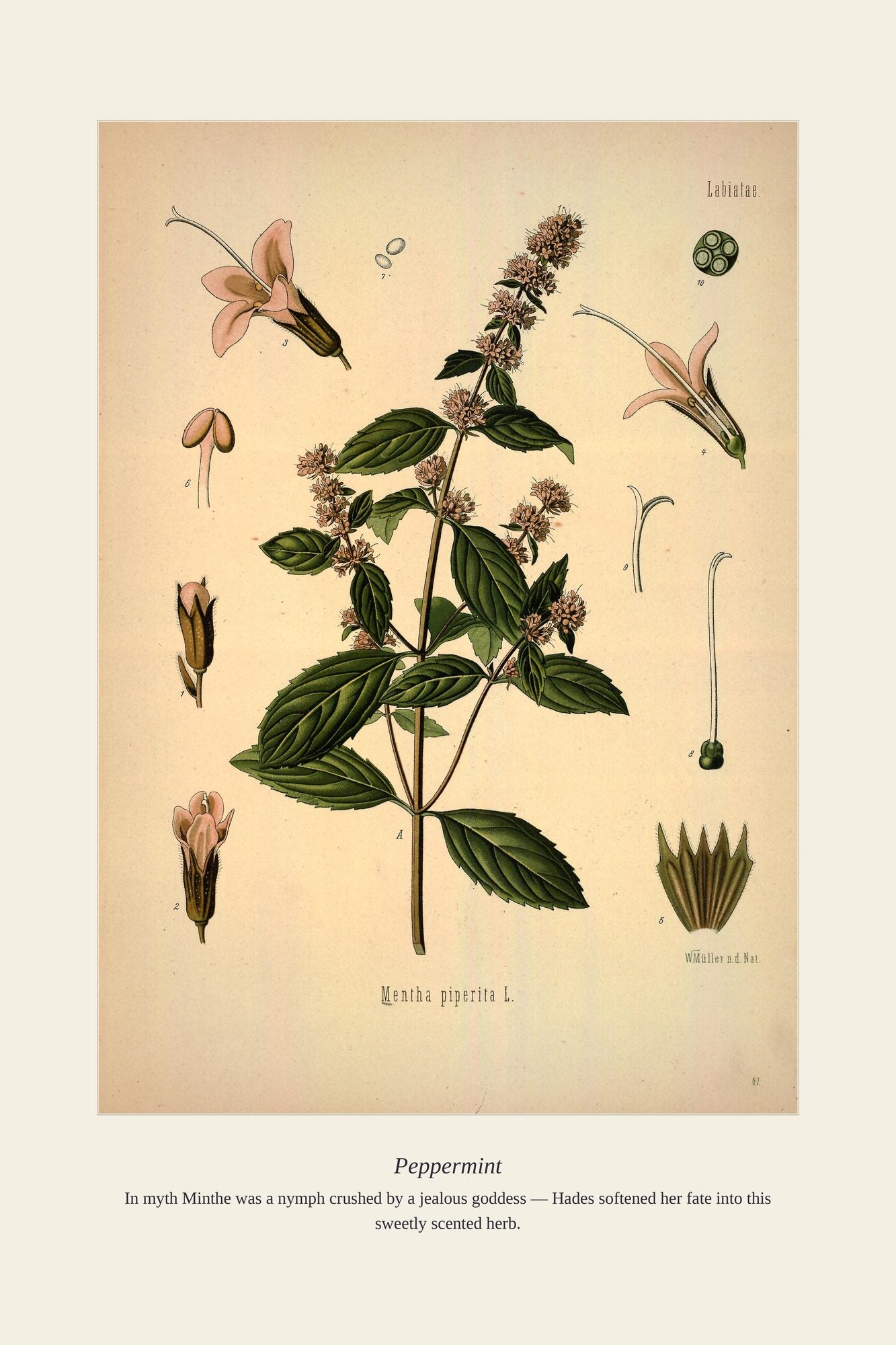 Peppermint — antique art print