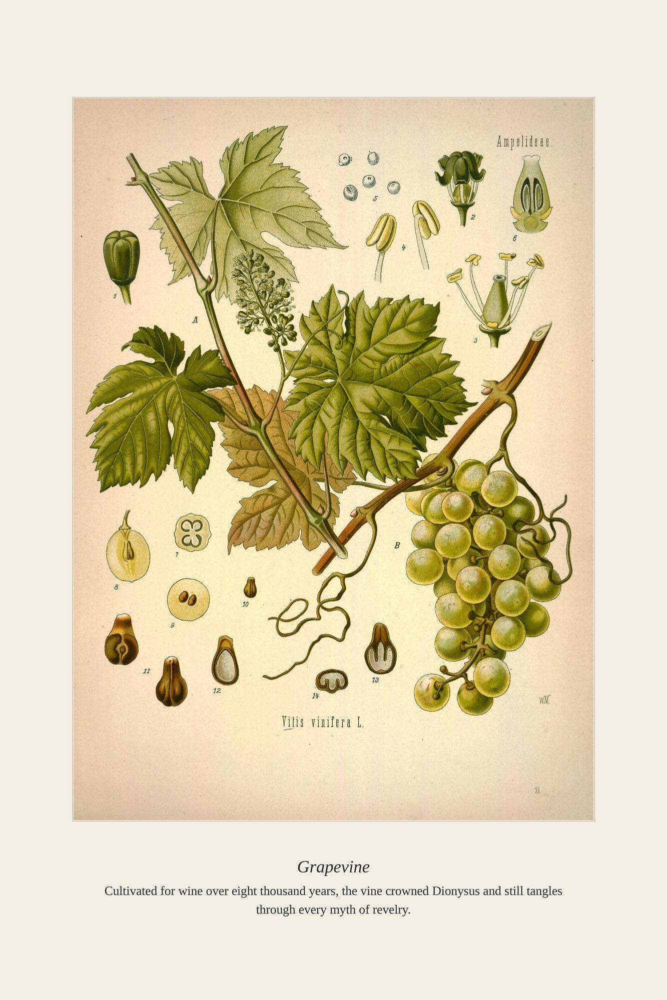 Grapevine — antique art print