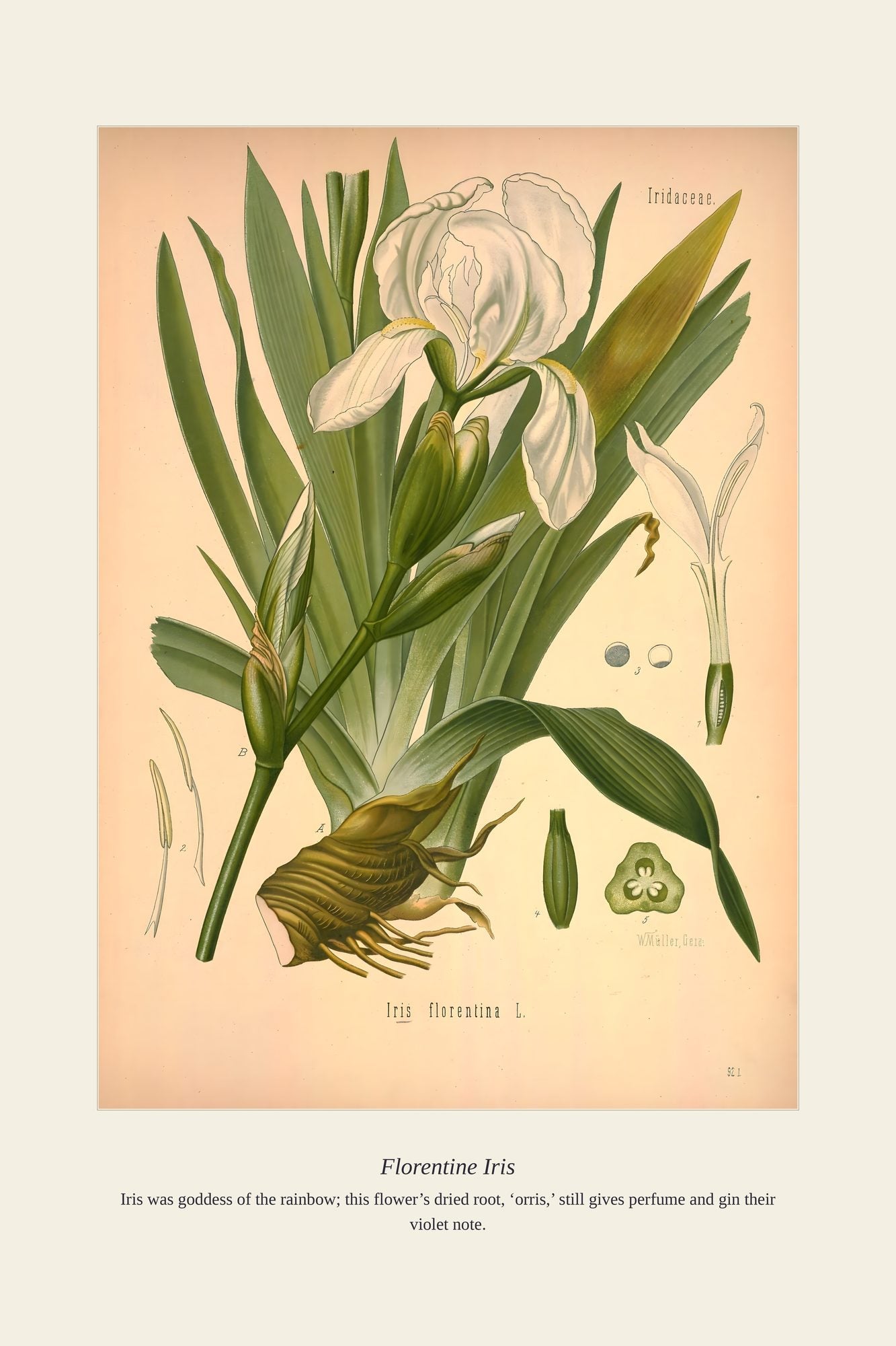 Florentine Iris — antique art print