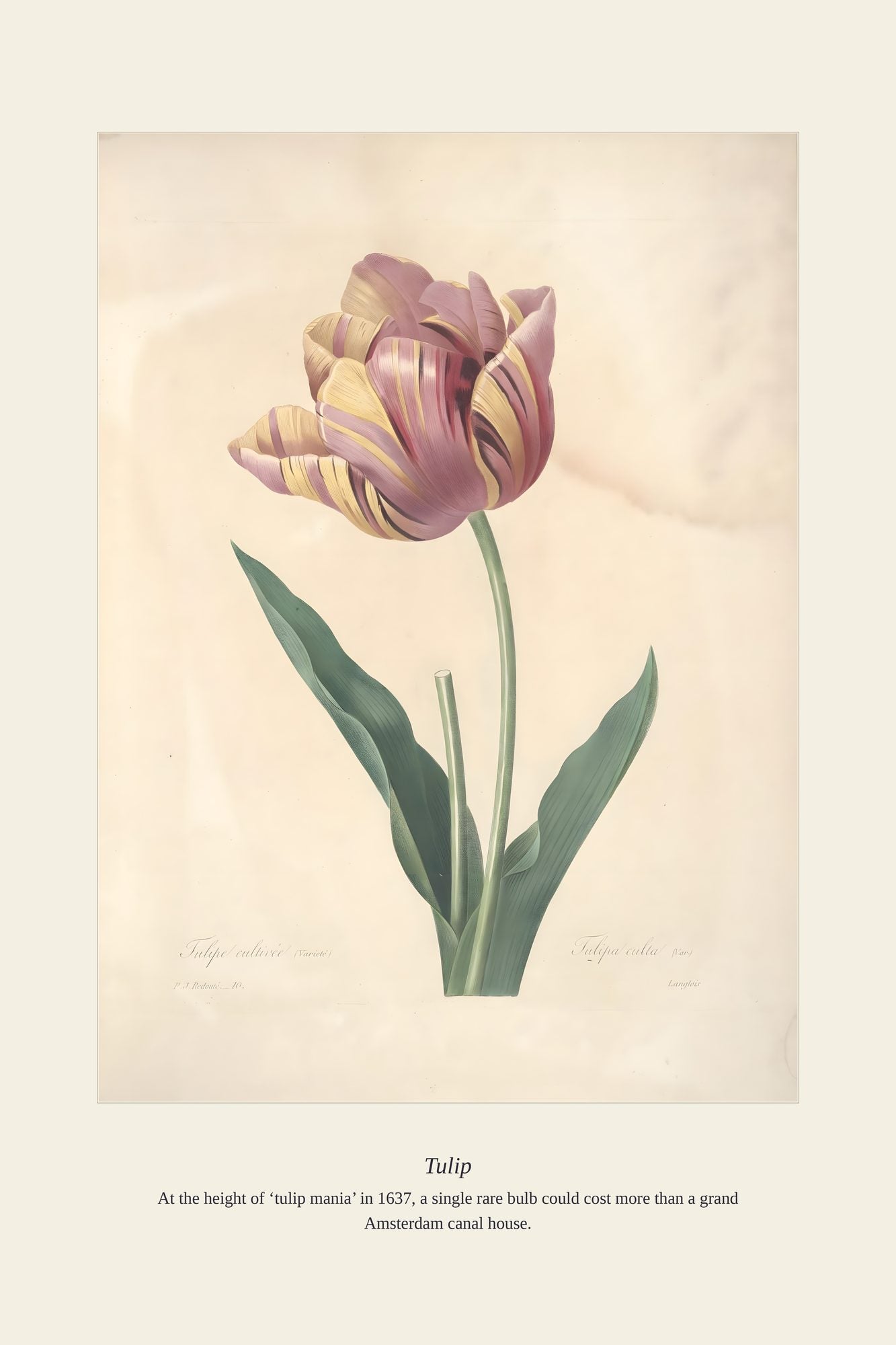 Tulip — antique art print
