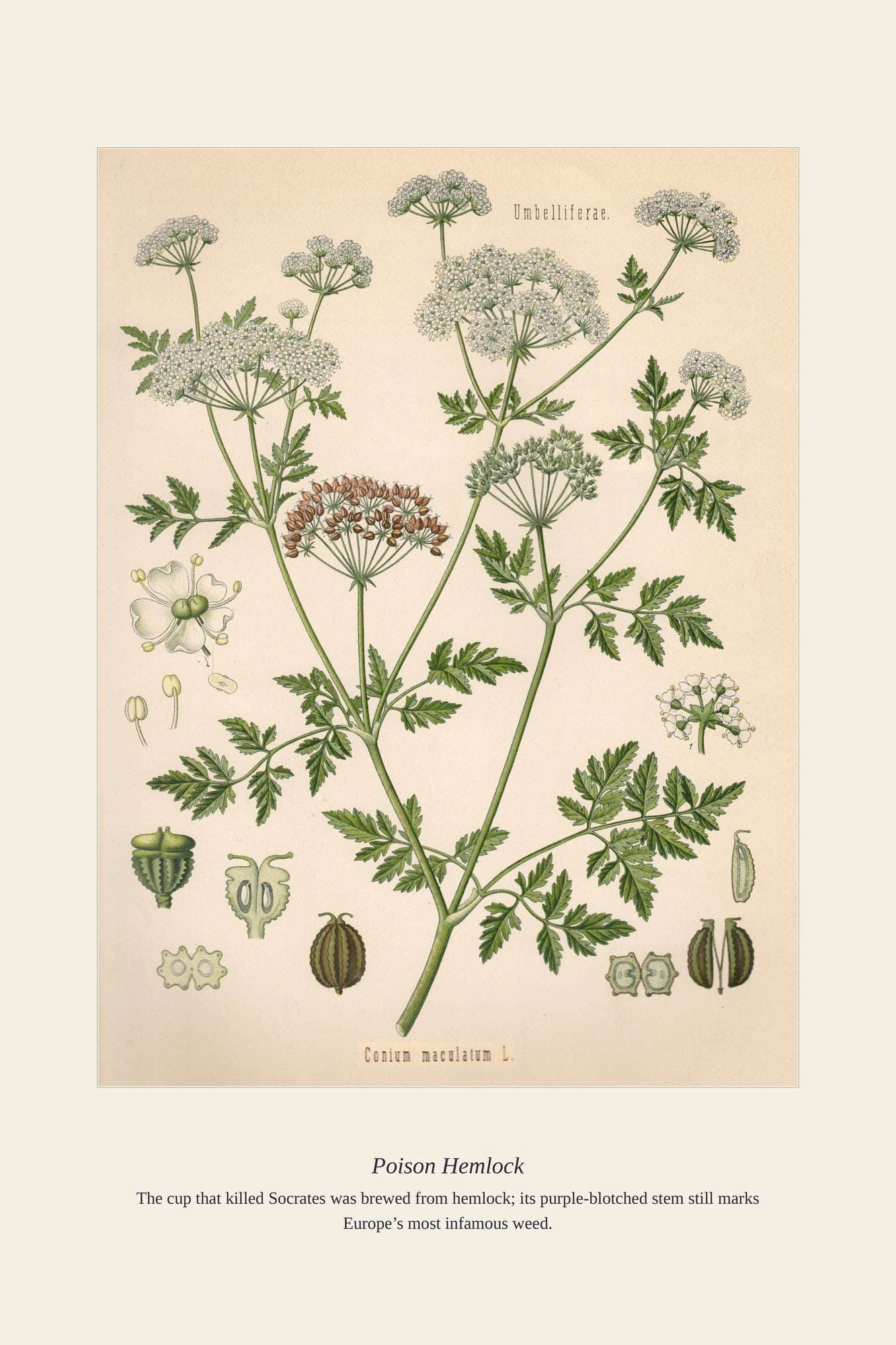 Poison Hemlock — antique art print