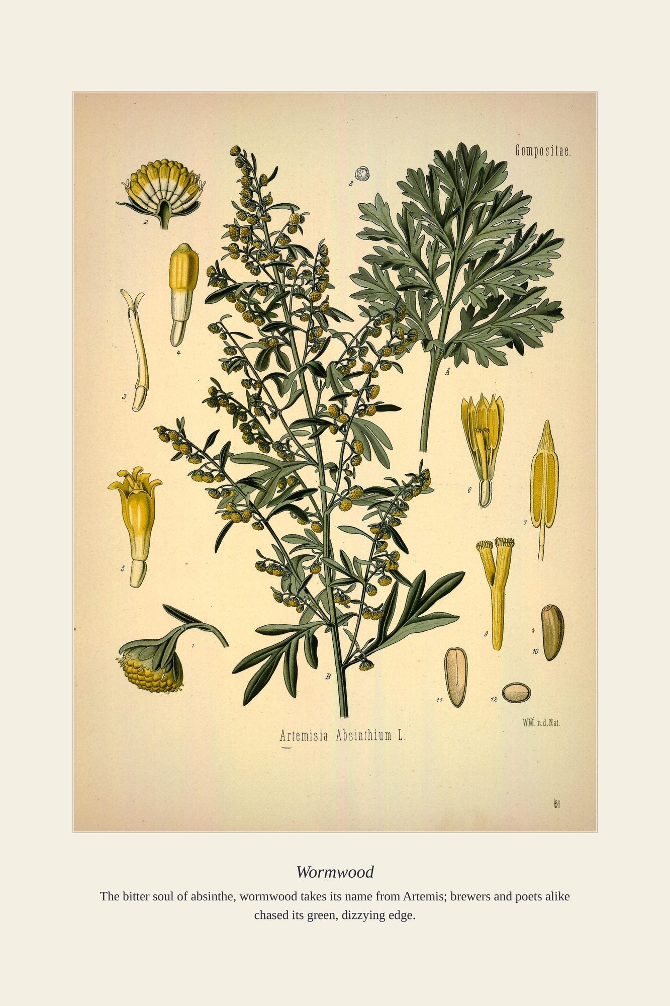 Wormwood — antique art print