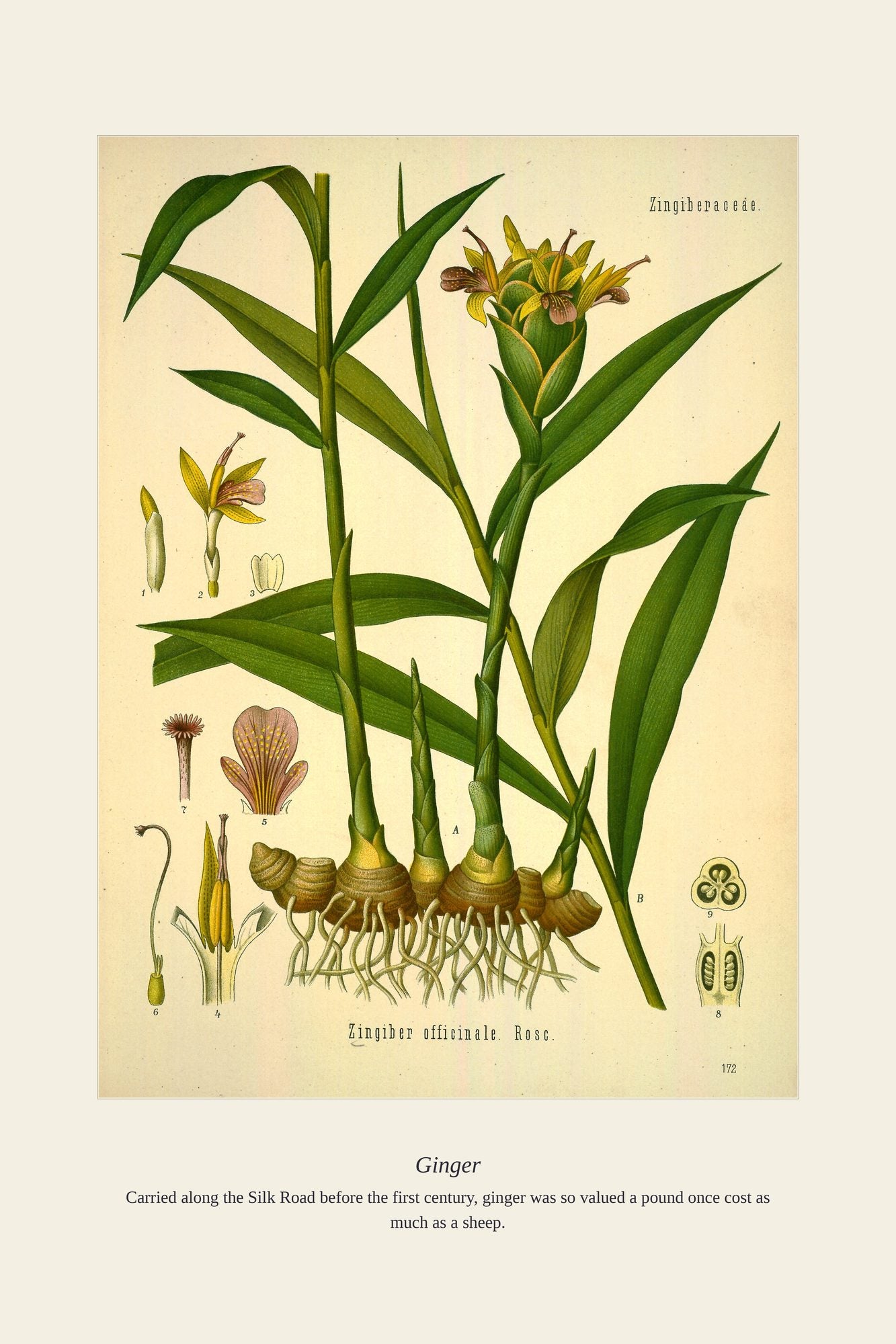 Ginger — antique art print