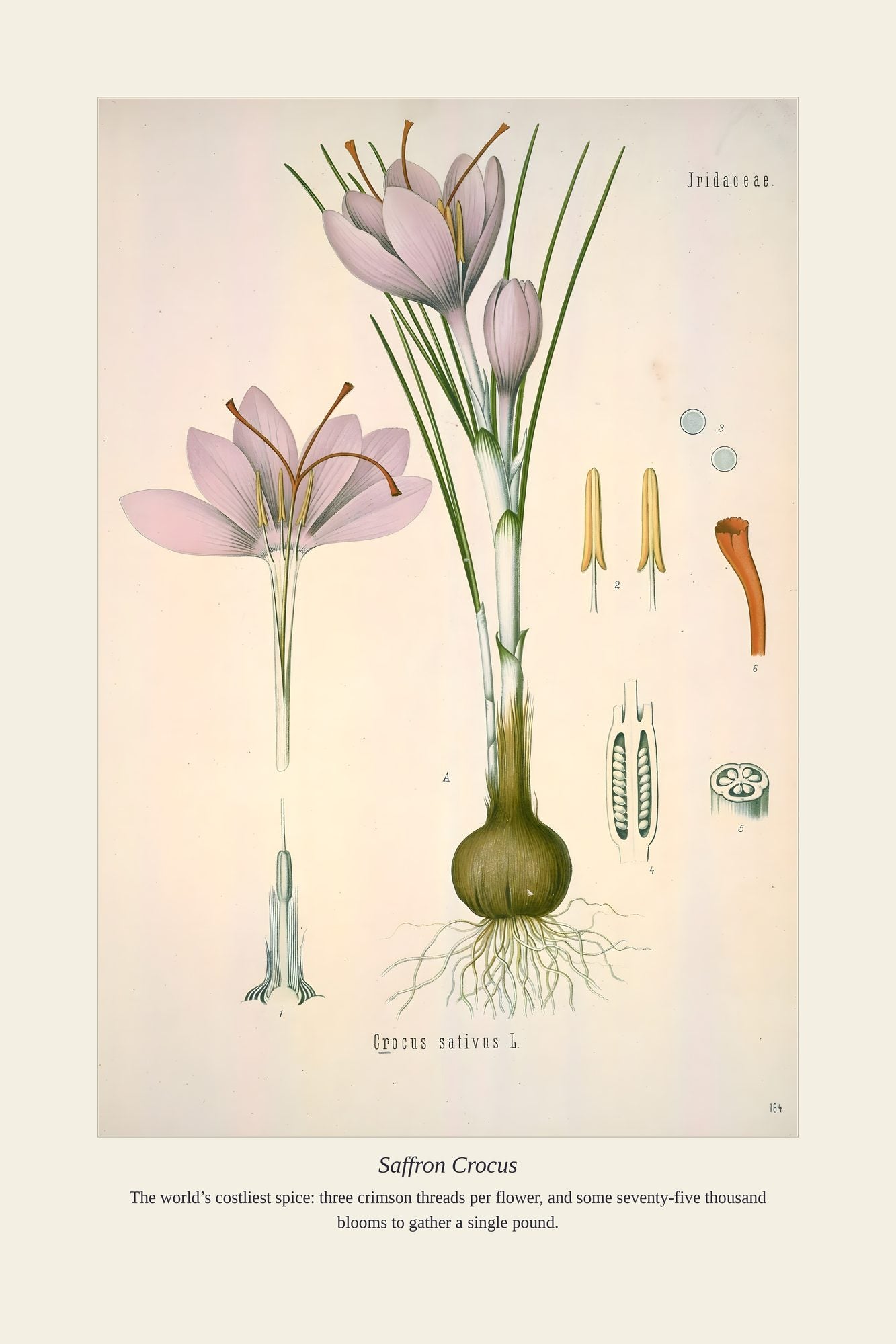 Saffron Crocus — antique art print