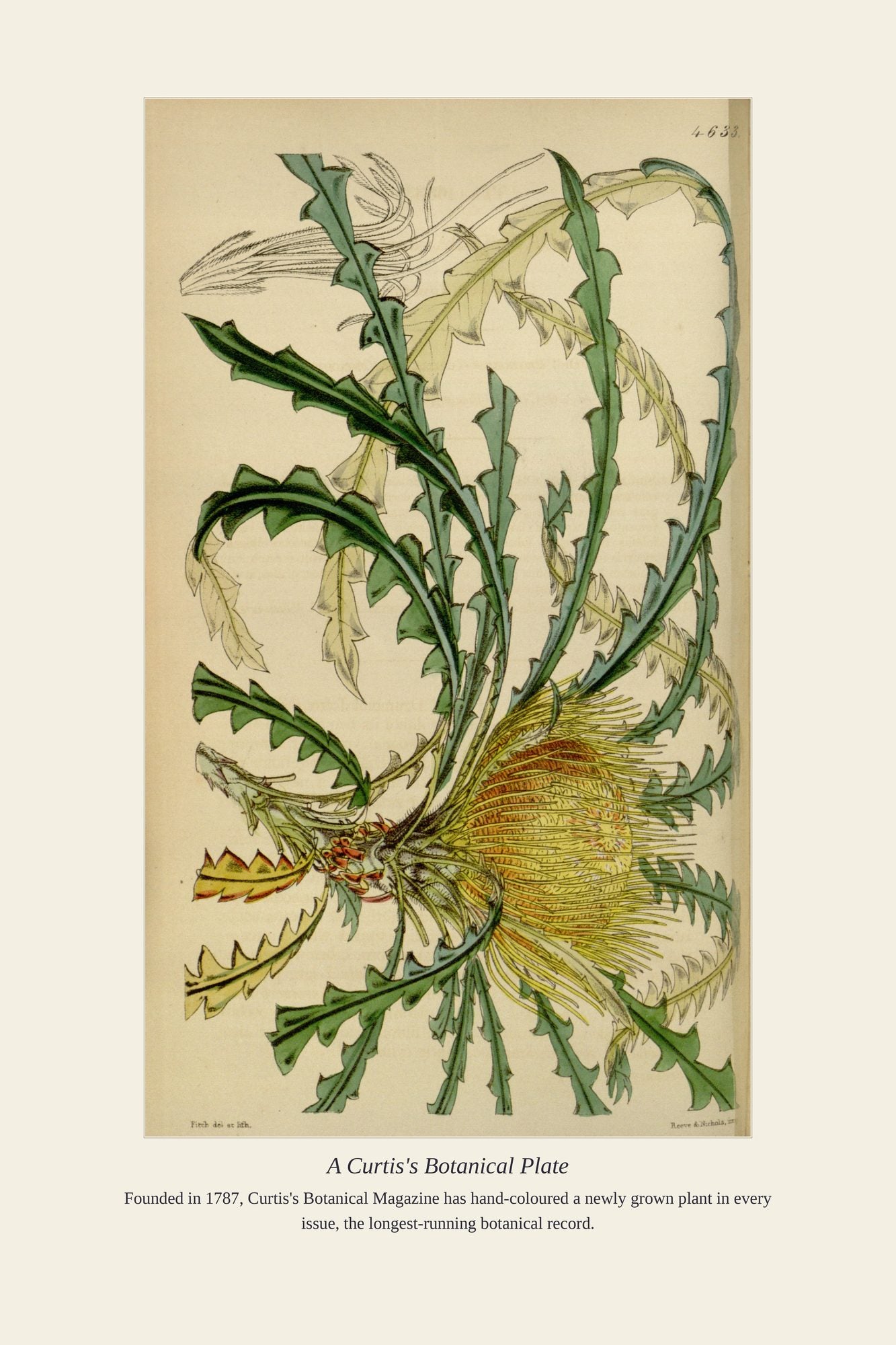 A Curtis's Botanical Plate — antique art print