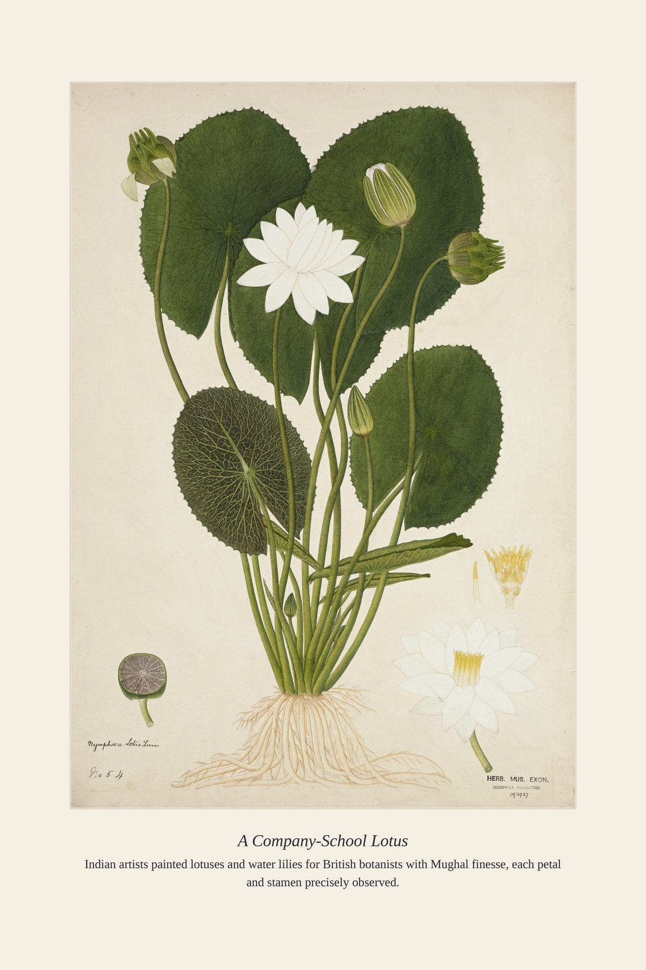 A Company-School Lotus — antique art print