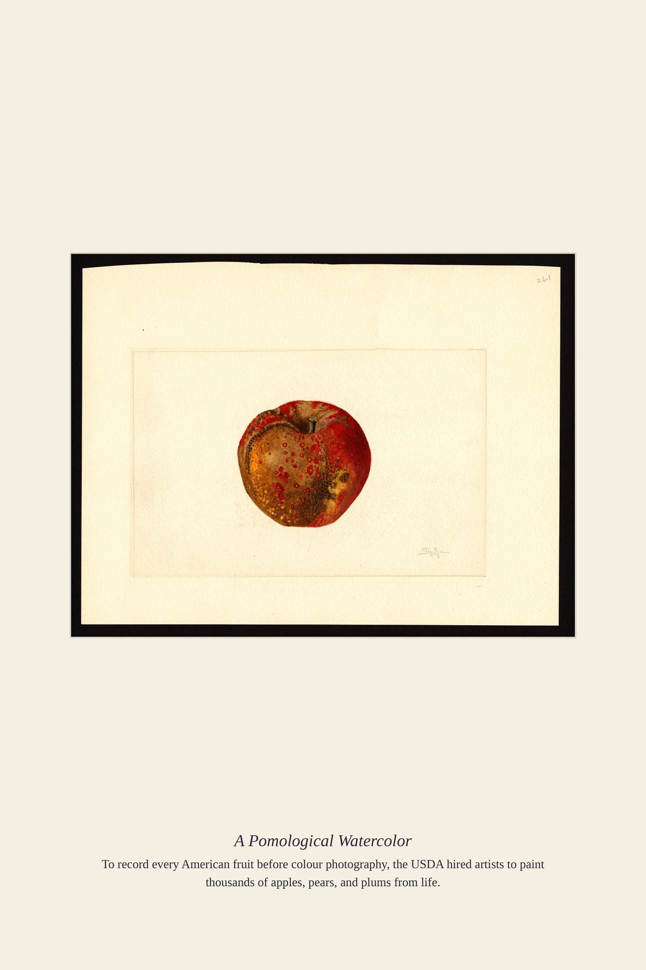 A Pomological Watercolor — antique art print