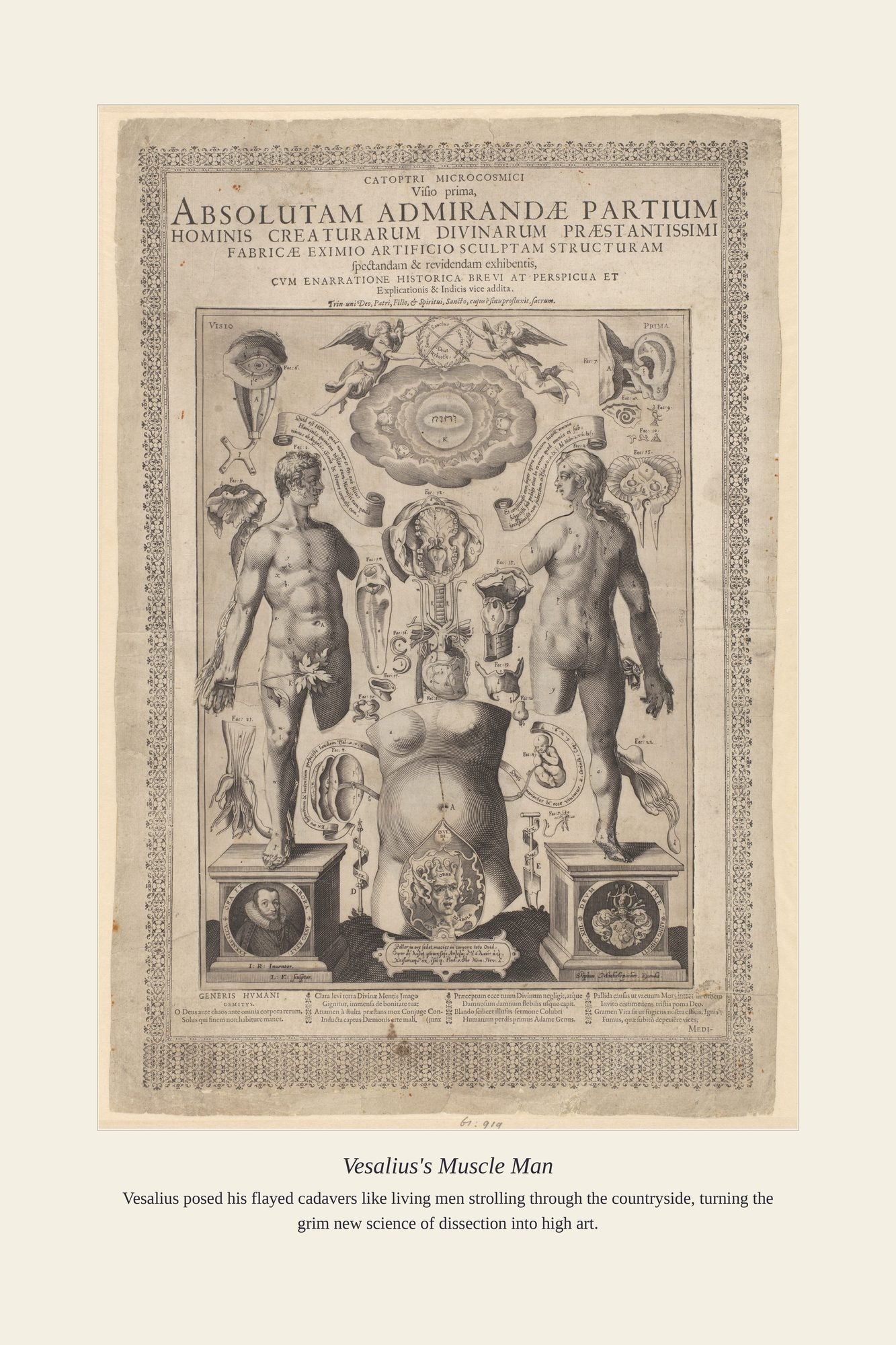 Vesalius's Muscle Man — antique art print