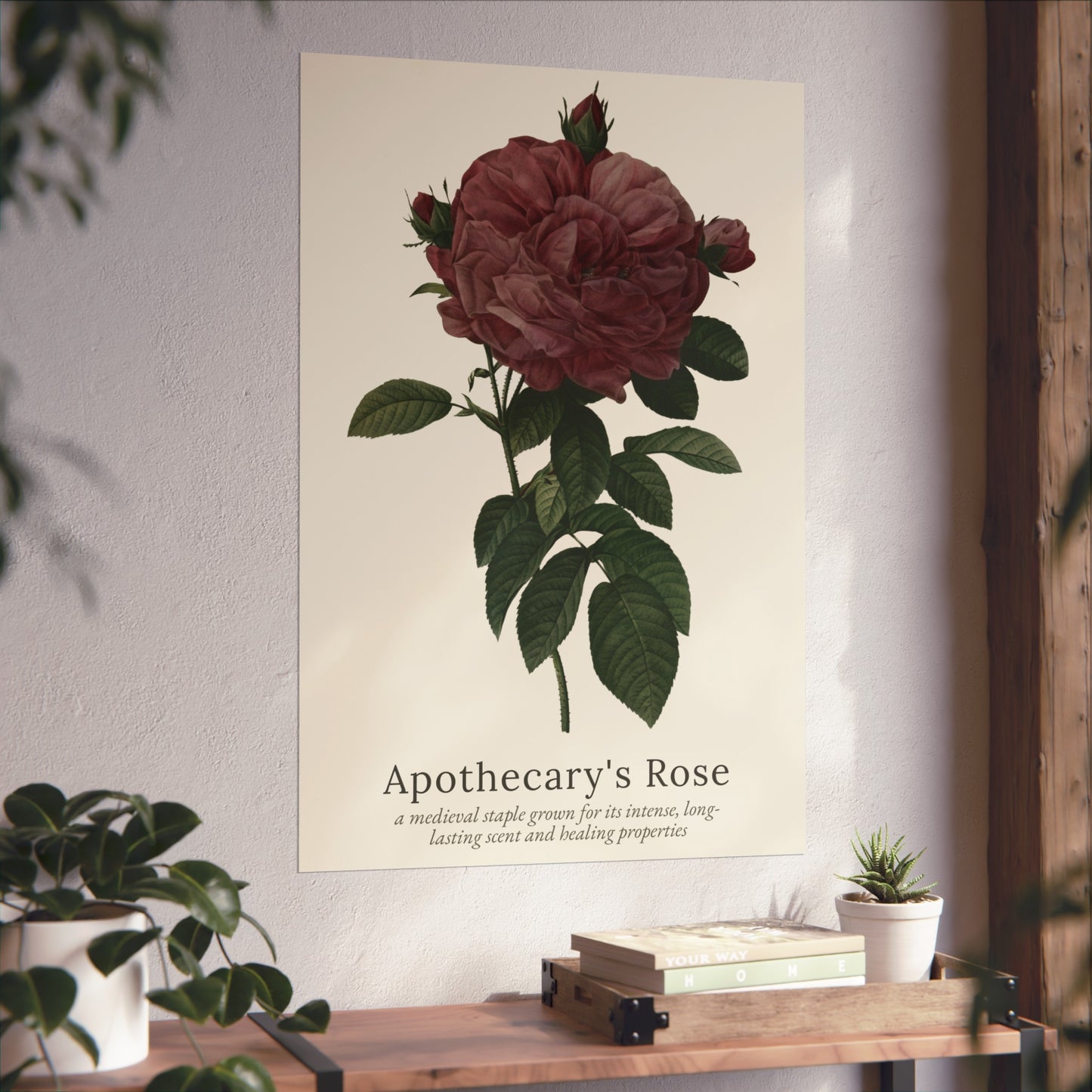 Apothecary's Rose Poster