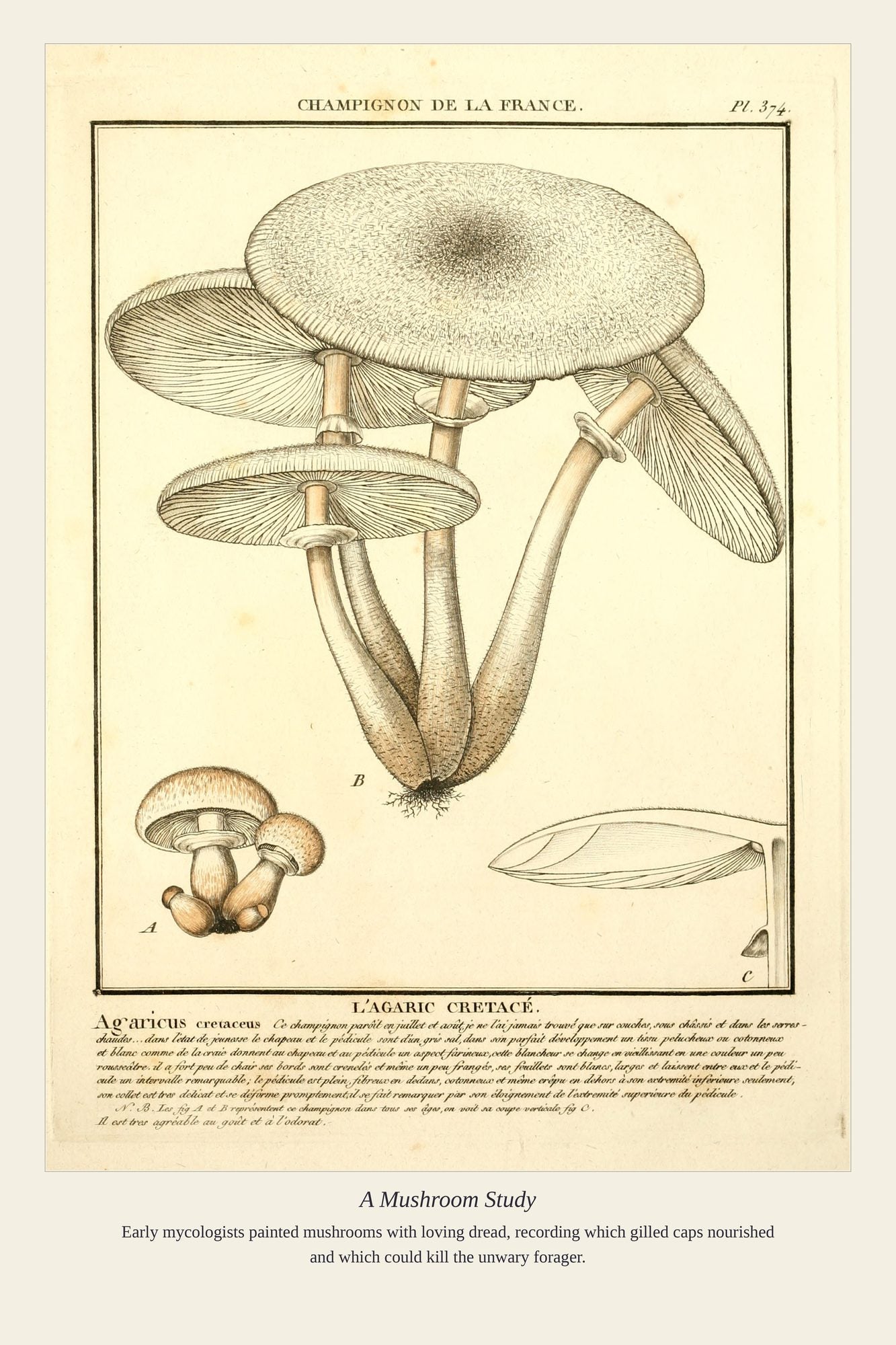 A Mushroom Study — antique art print