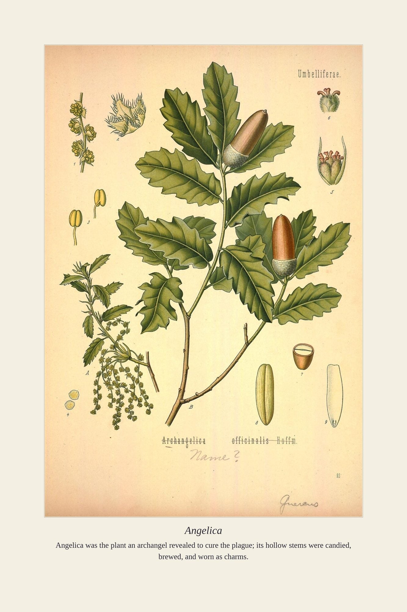Angelica — antique art print