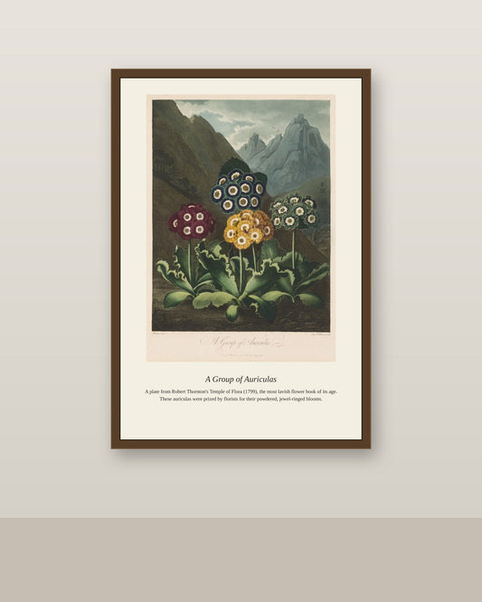 A Group of Auriculas antique botanical print shown framed on a wall in a styled room