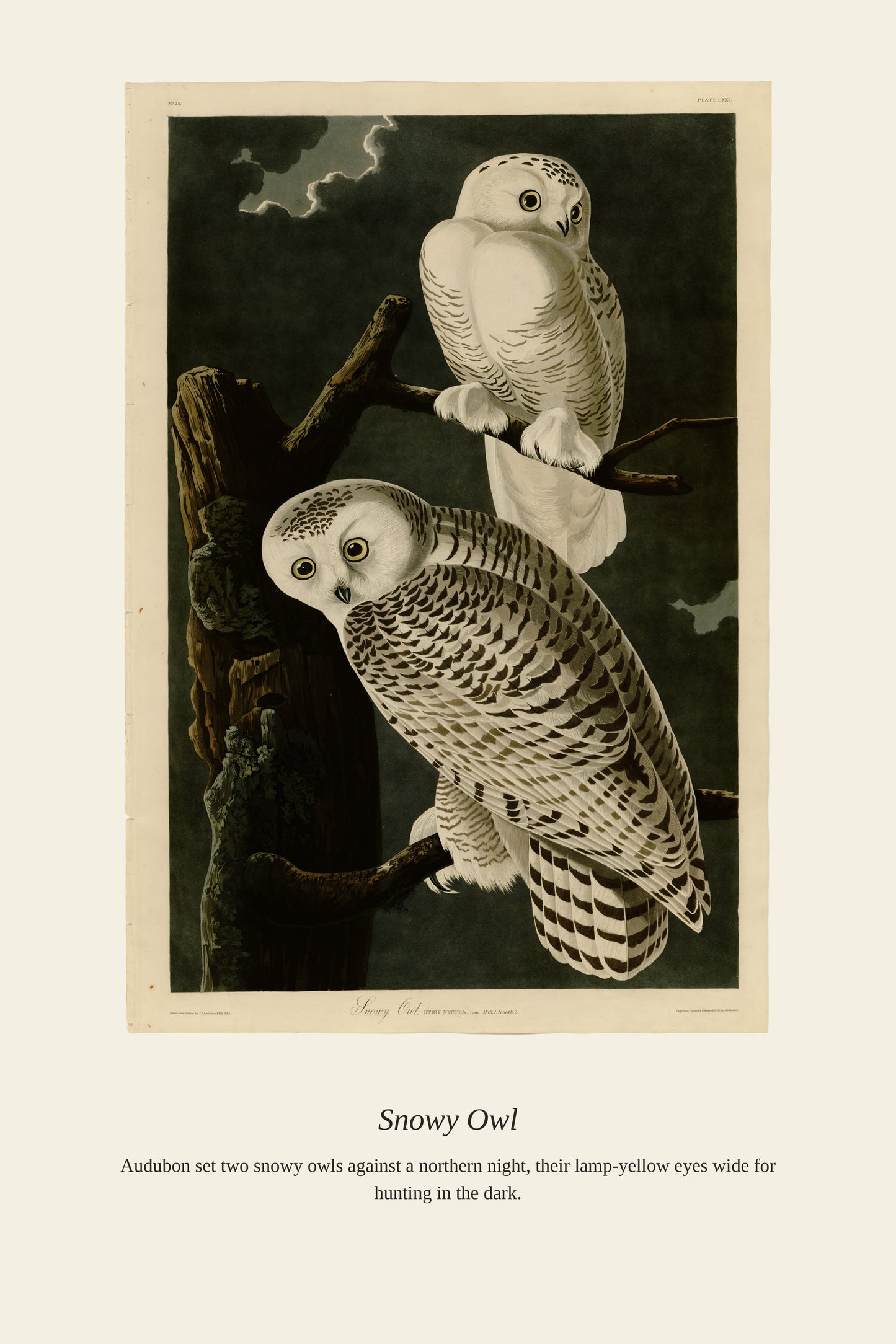 Audubon Snowy Owl - Antique Bird Print