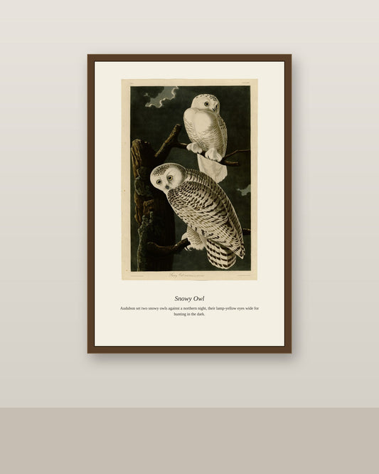 Audubon Snowy Owl antique bird print shown framed on a wall in a styled room