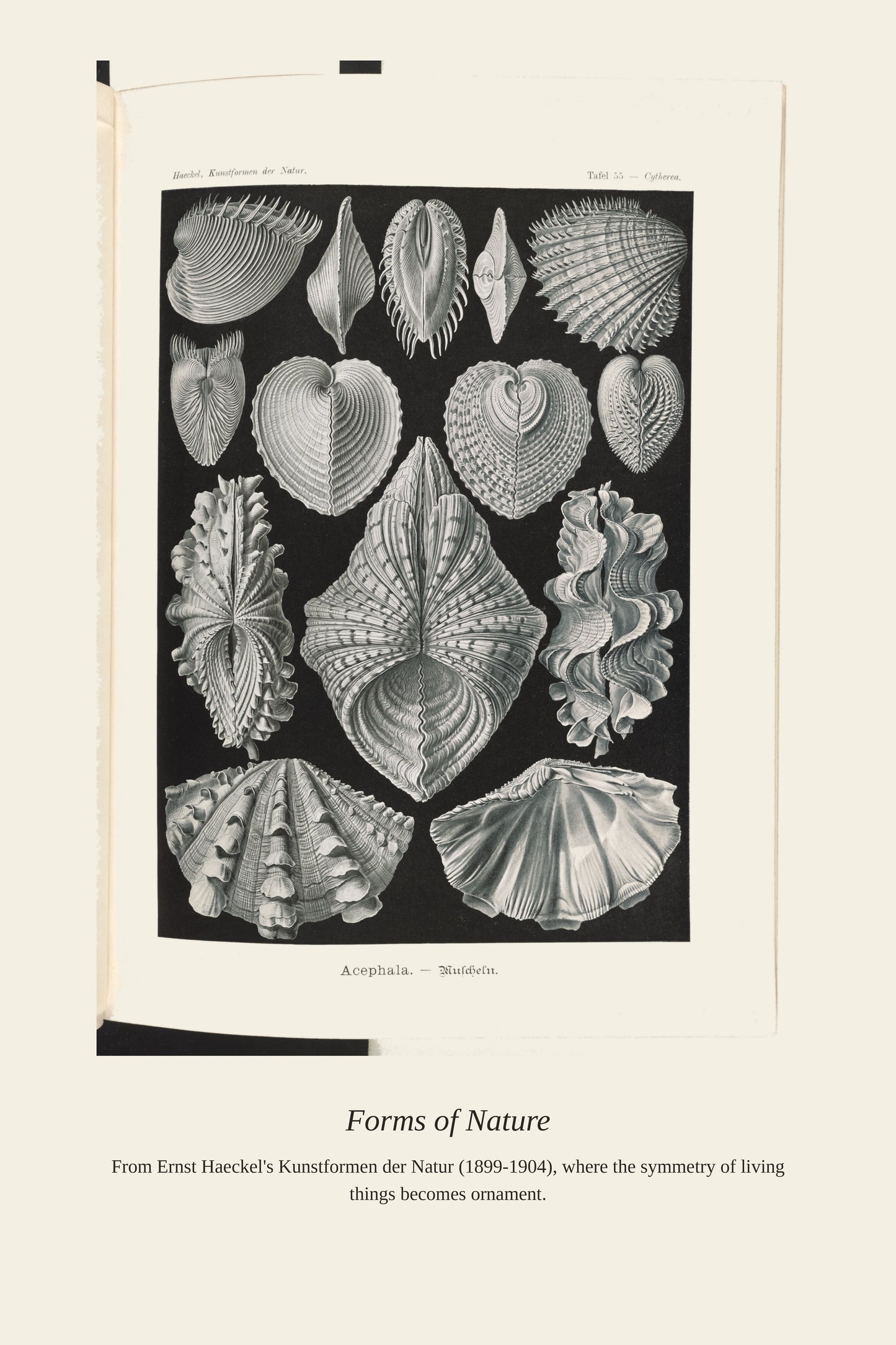Bivalve Shells - Antique Natural History Print