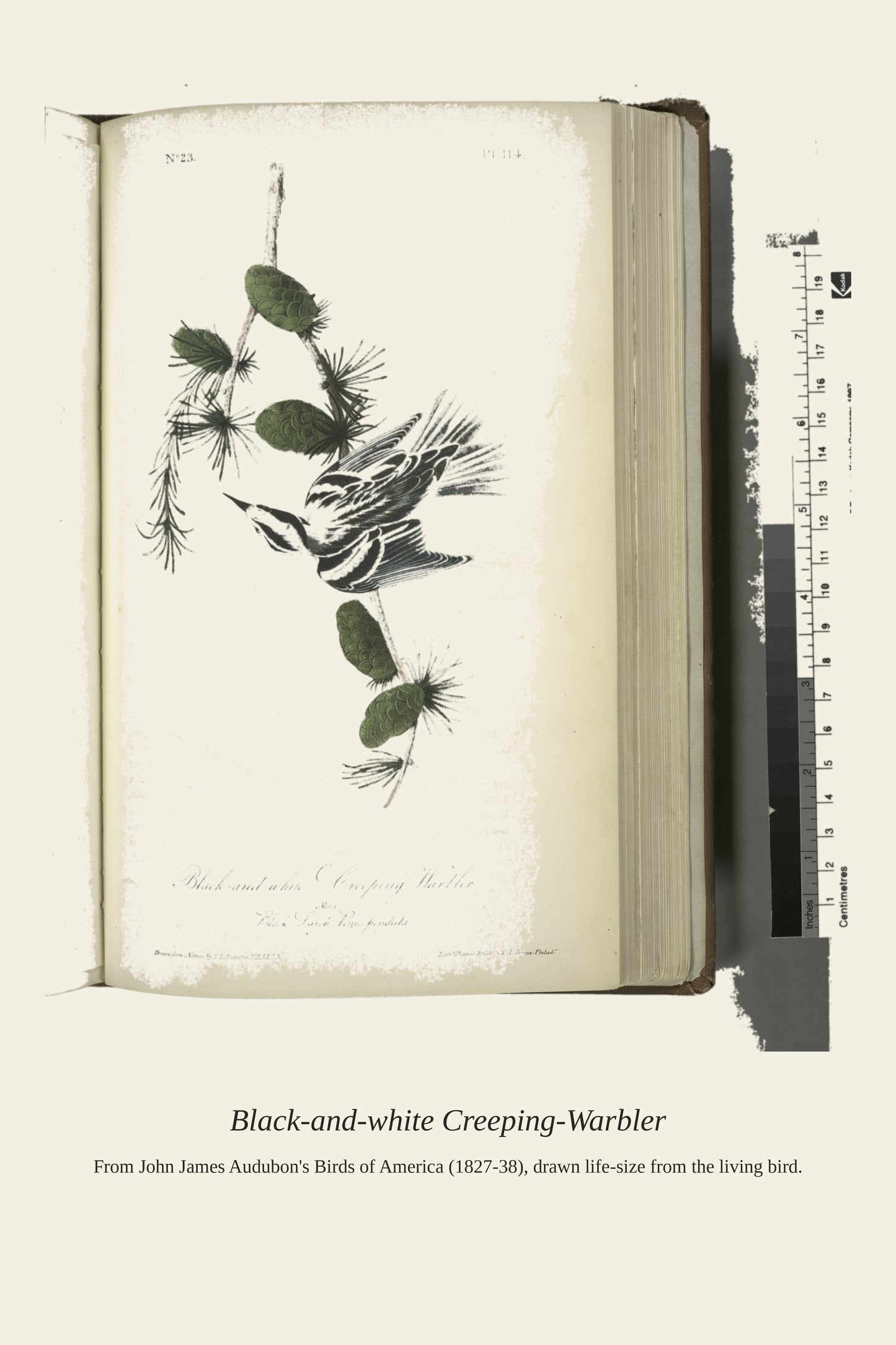 Black and White Creeping Warbler. Male - Antique Bird Print