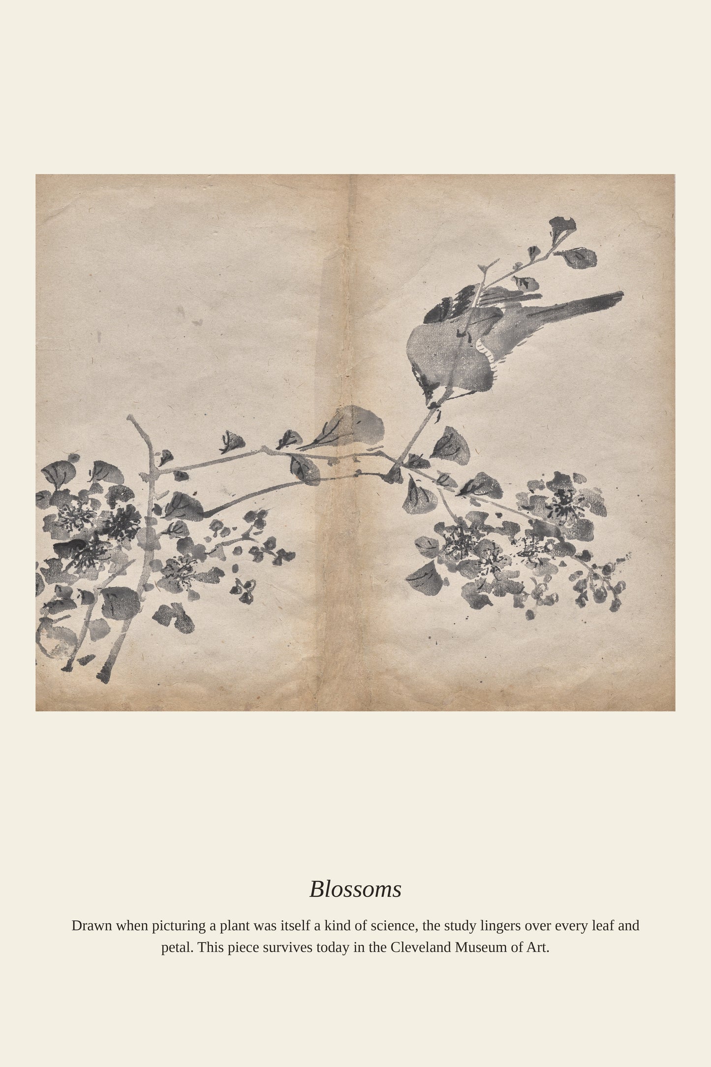 Blossoms - Antique Botanical Print