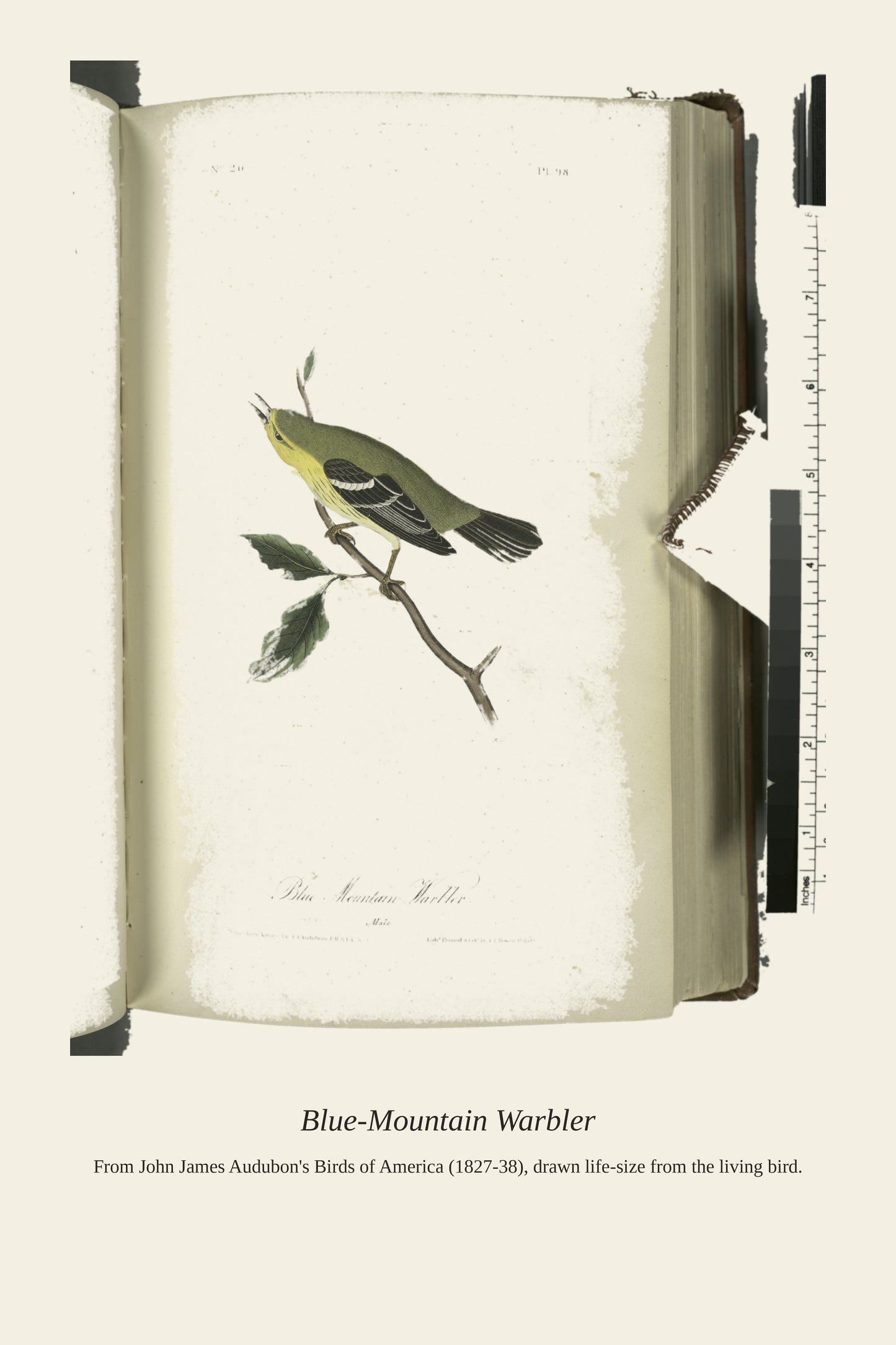 Blue Mountain Warbler. Male - Antique Bird Print
