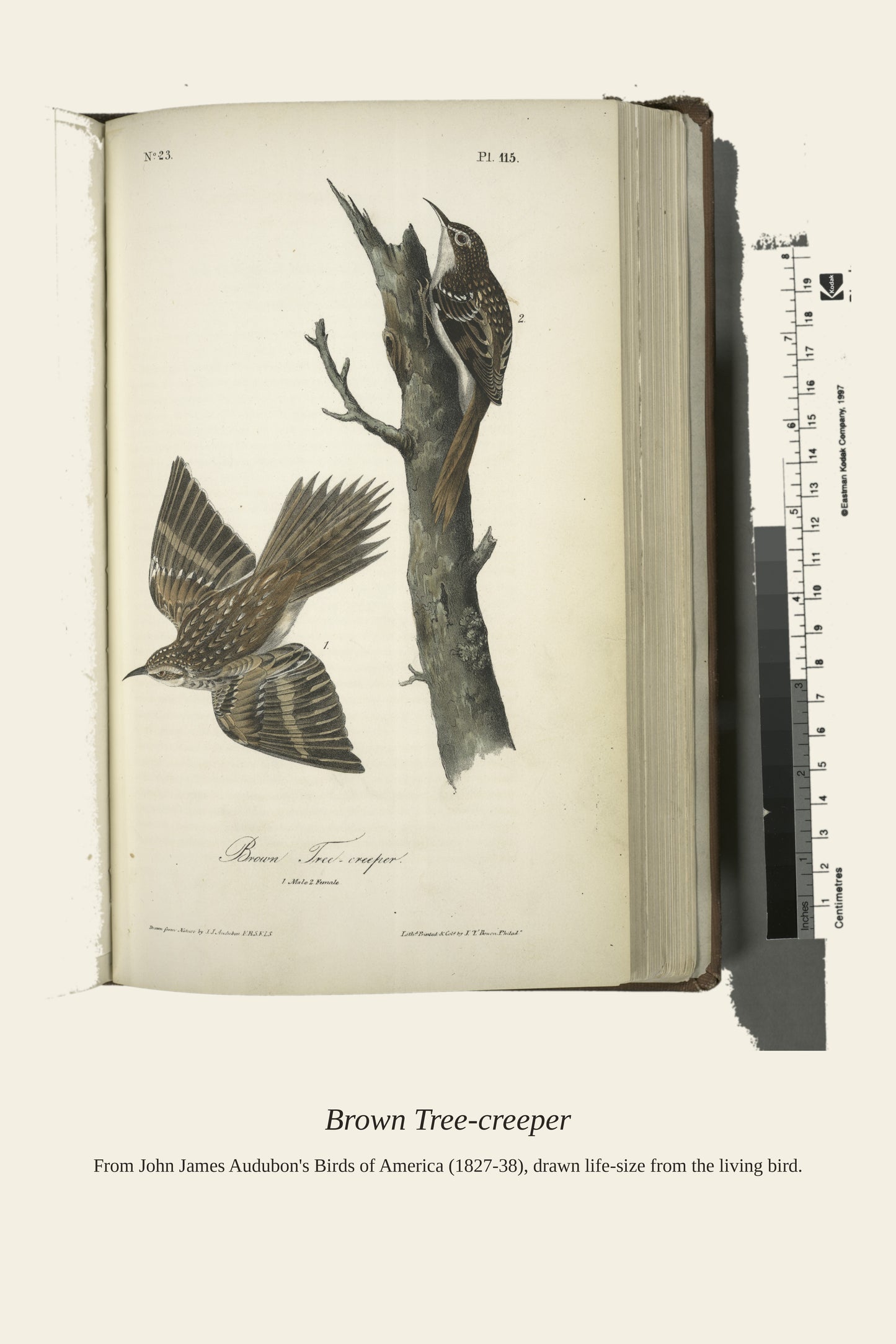 Brown Tree Creeper. I. Male. II. Female - Antique Bird Print