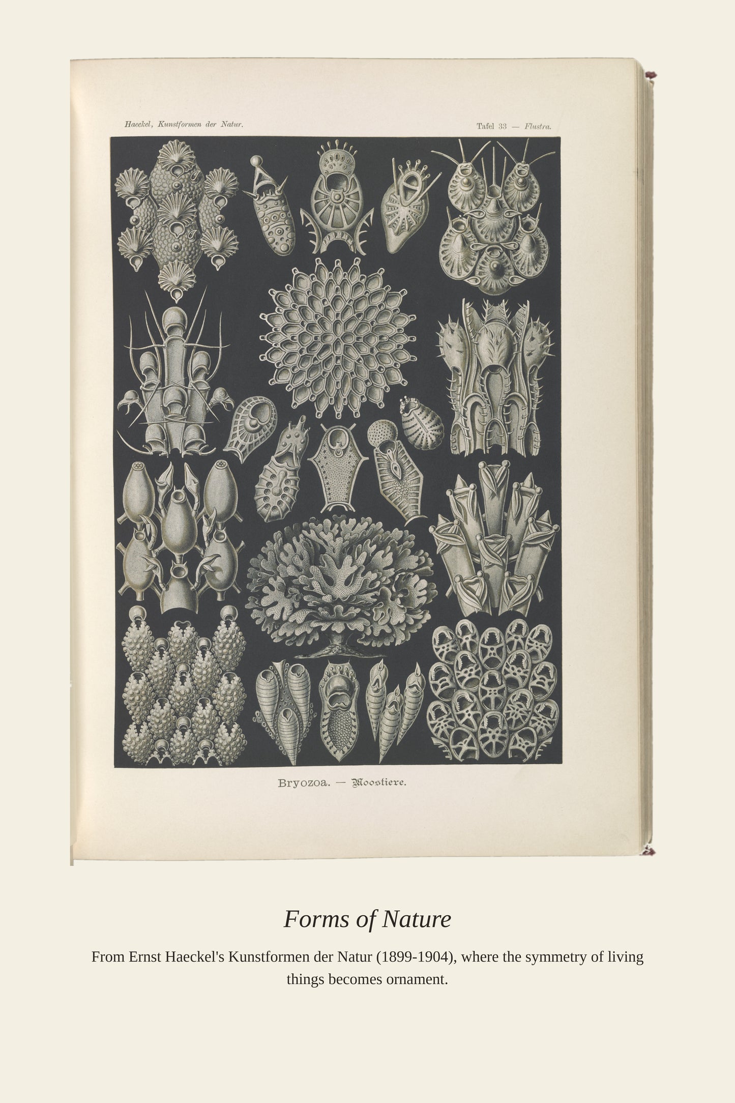 Bryozoans (2) - Antique Natural History Print