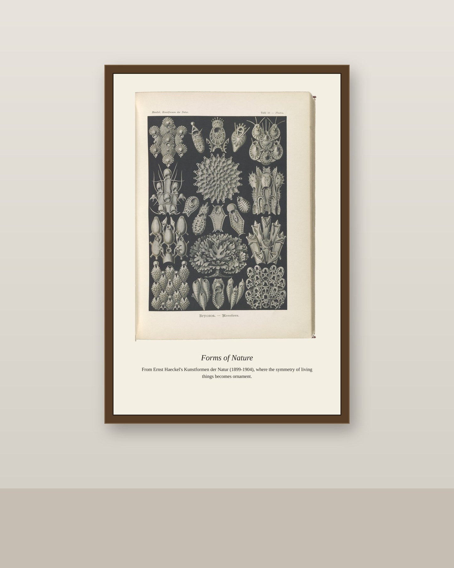 Bryozoans (2) antique natural history print shown framed on a wall in a styled room