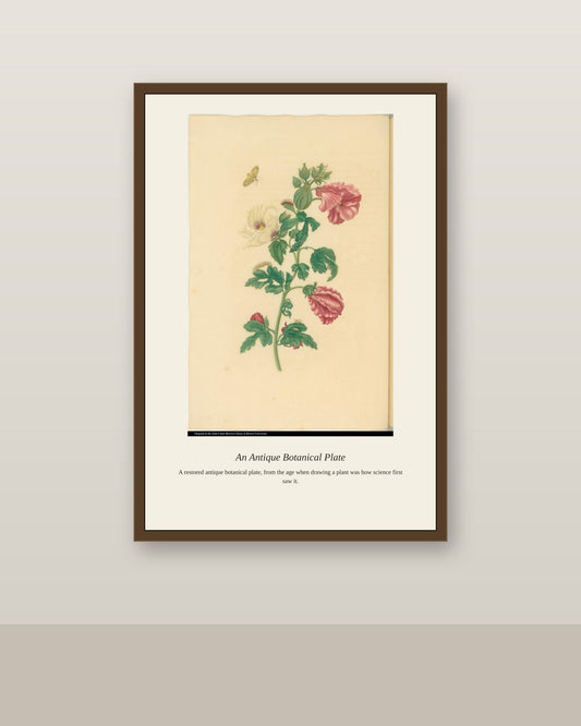 Butterfly on a Hibiscus Plant antique bird print shown framed on a wall in a styled room