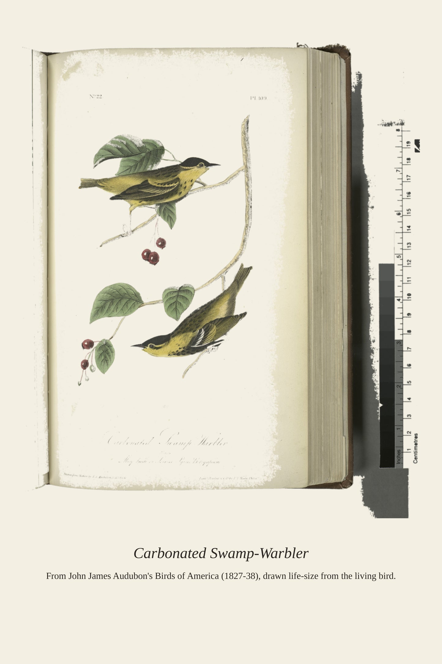Carbonated Swamp Warbler. Males - Antique Bird Print