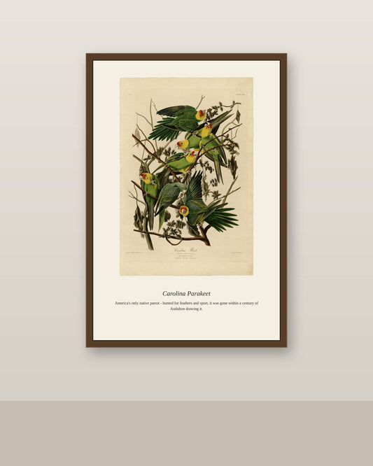 Carolina Parrot antique bird print shown framed on a wall in a styled room