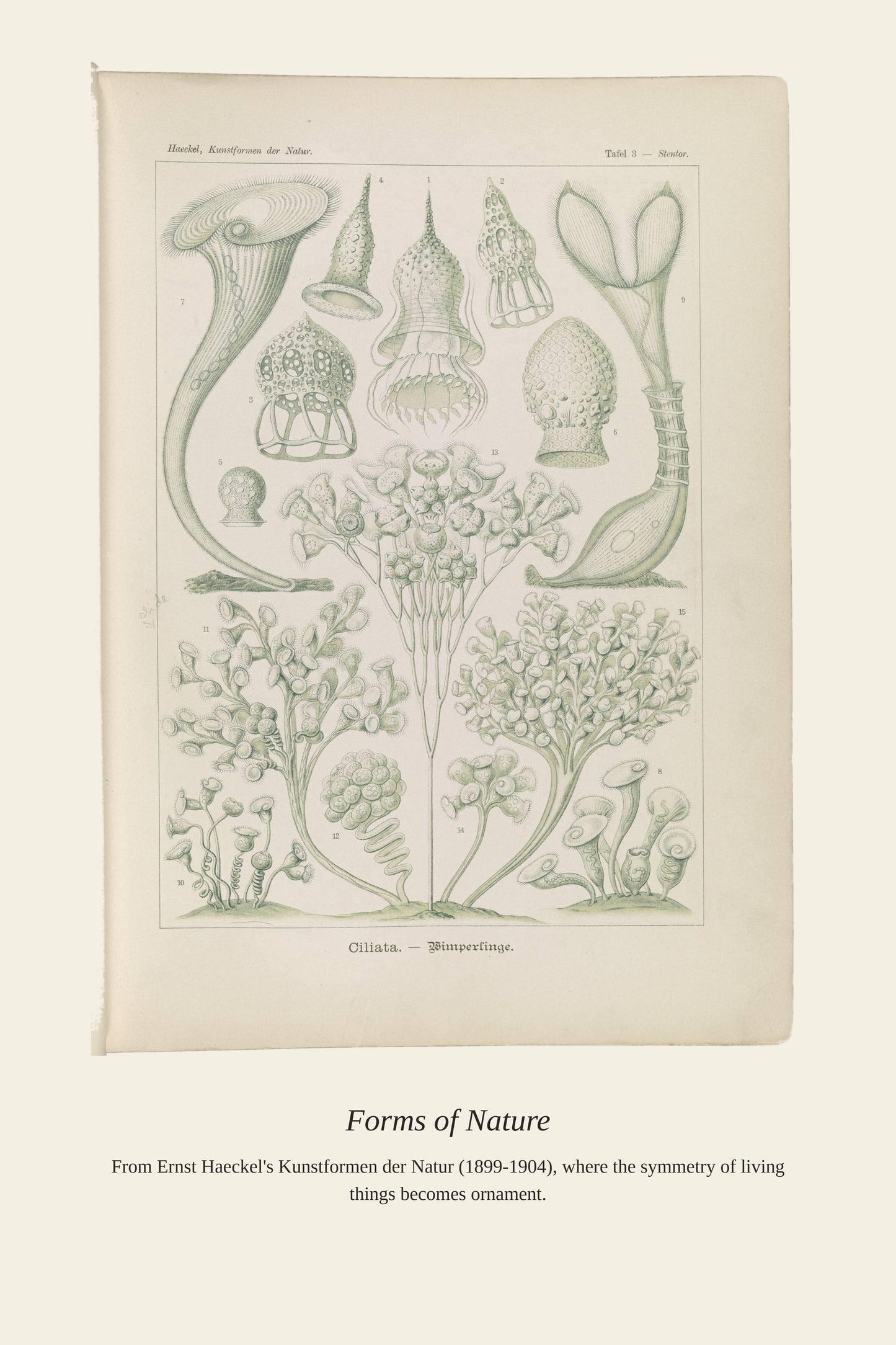 Ciliates - Antique Natural History Print