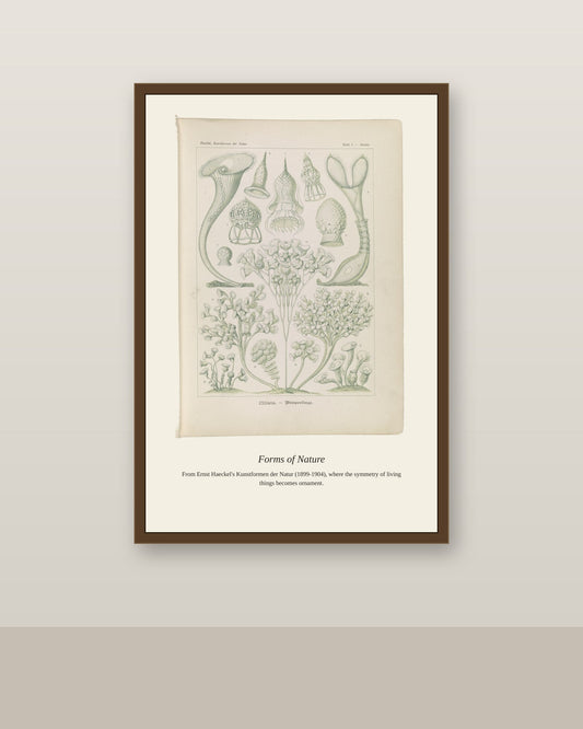 Ciliates antique natural history print shown framed on a wall in a styled room