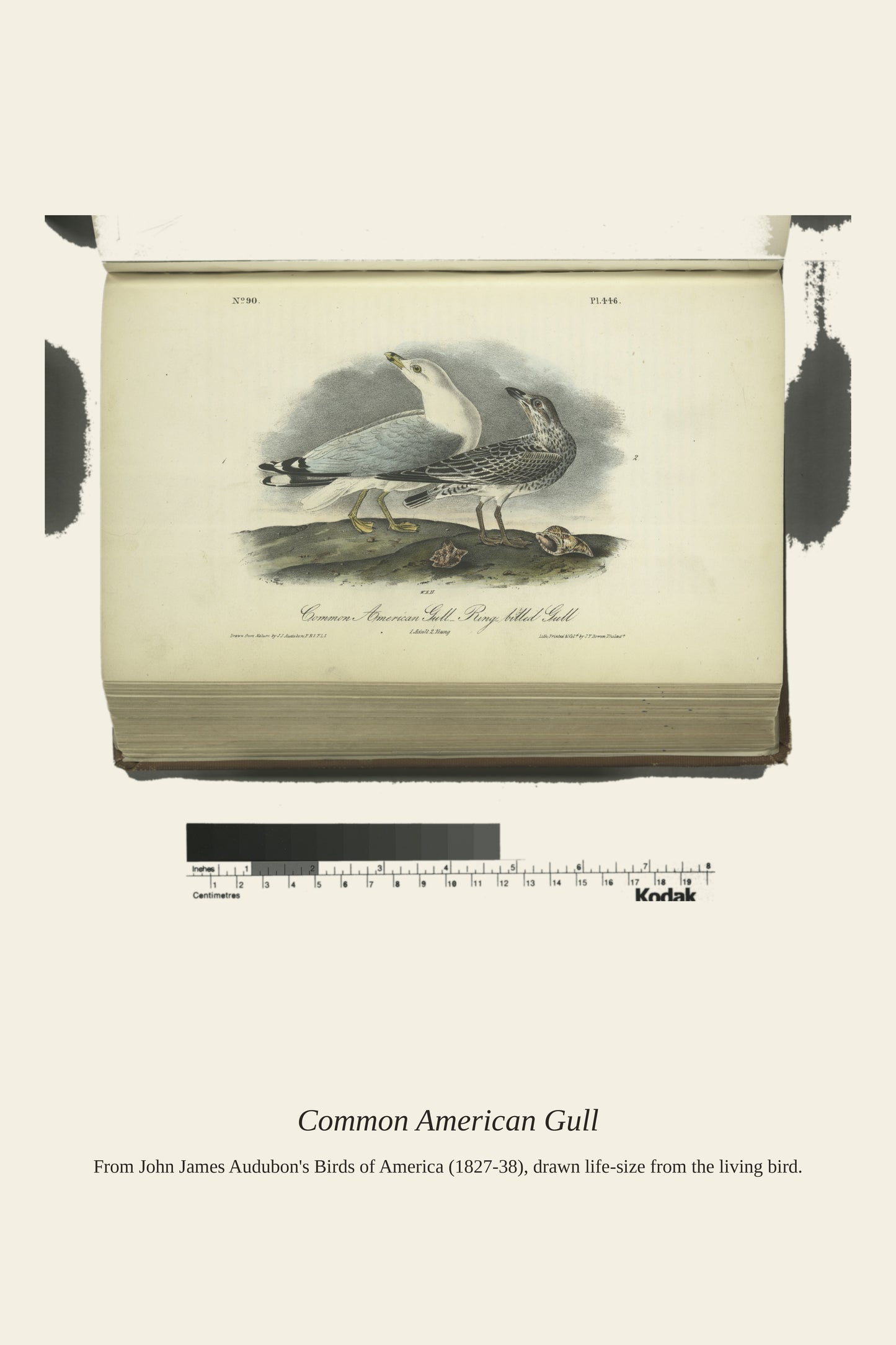 Common American Gull. Ring Billed Gull. I. Adult - Antique Bird Print