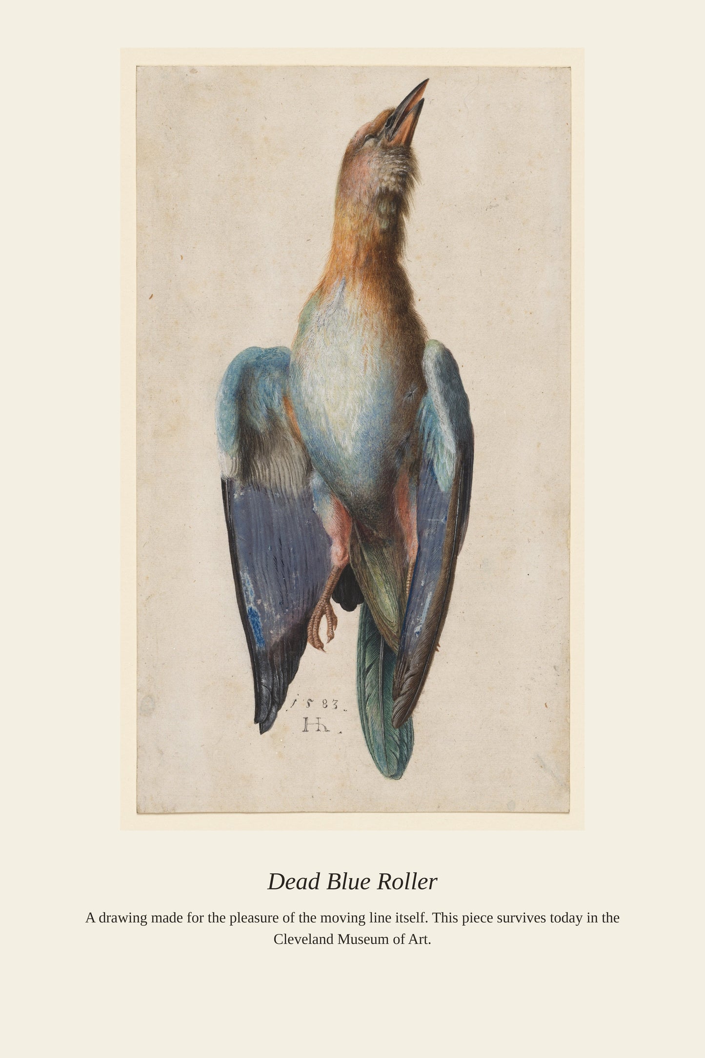 Dead Blue Roller - Antique Asian Art Print