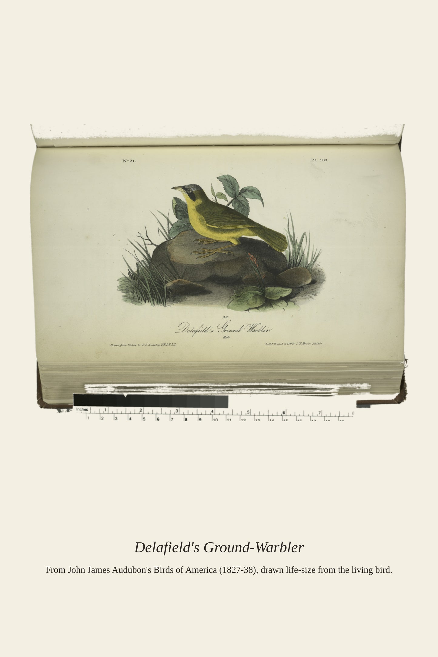 Delafield's Ground Warbler. Male - Antique Bird Print