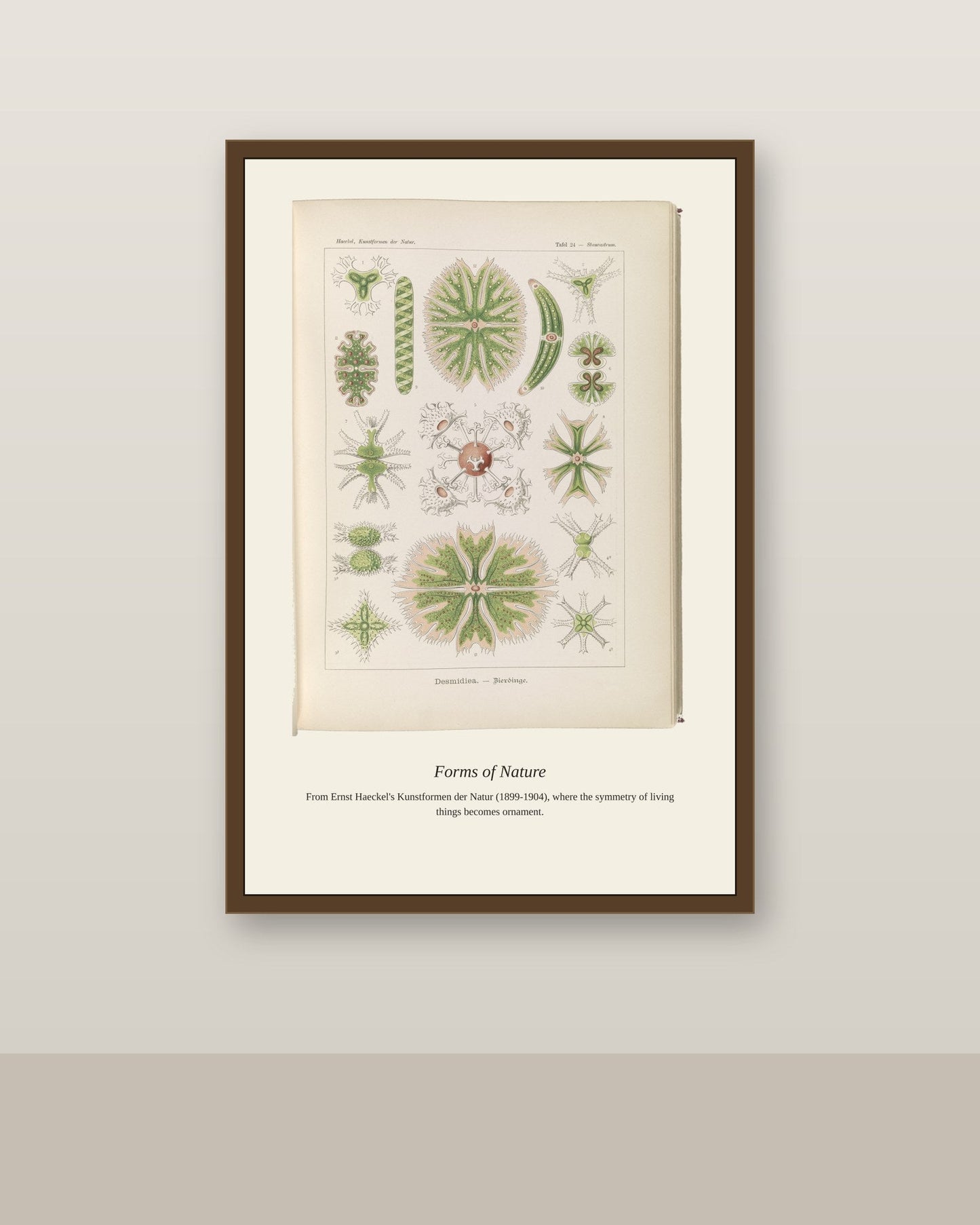 Desmidiea. Bierdinge antique art print shown framed on a wall in a styled room