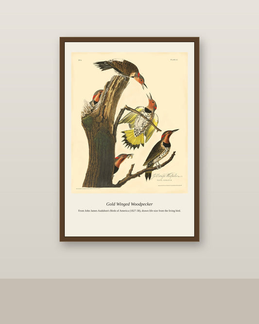 Gold Winged Woodpecker antique bird print shown framed on a wall in a styled room