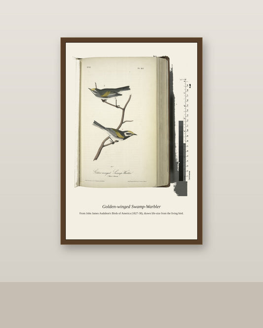 Golden Winged Swamp Warbler. I. Male. II. Female antique bird print shown framed on a wall in a styled room