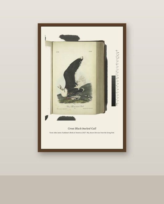 Great Black Backed Gull. Male antique bird print shown framed on a wall in a styled room