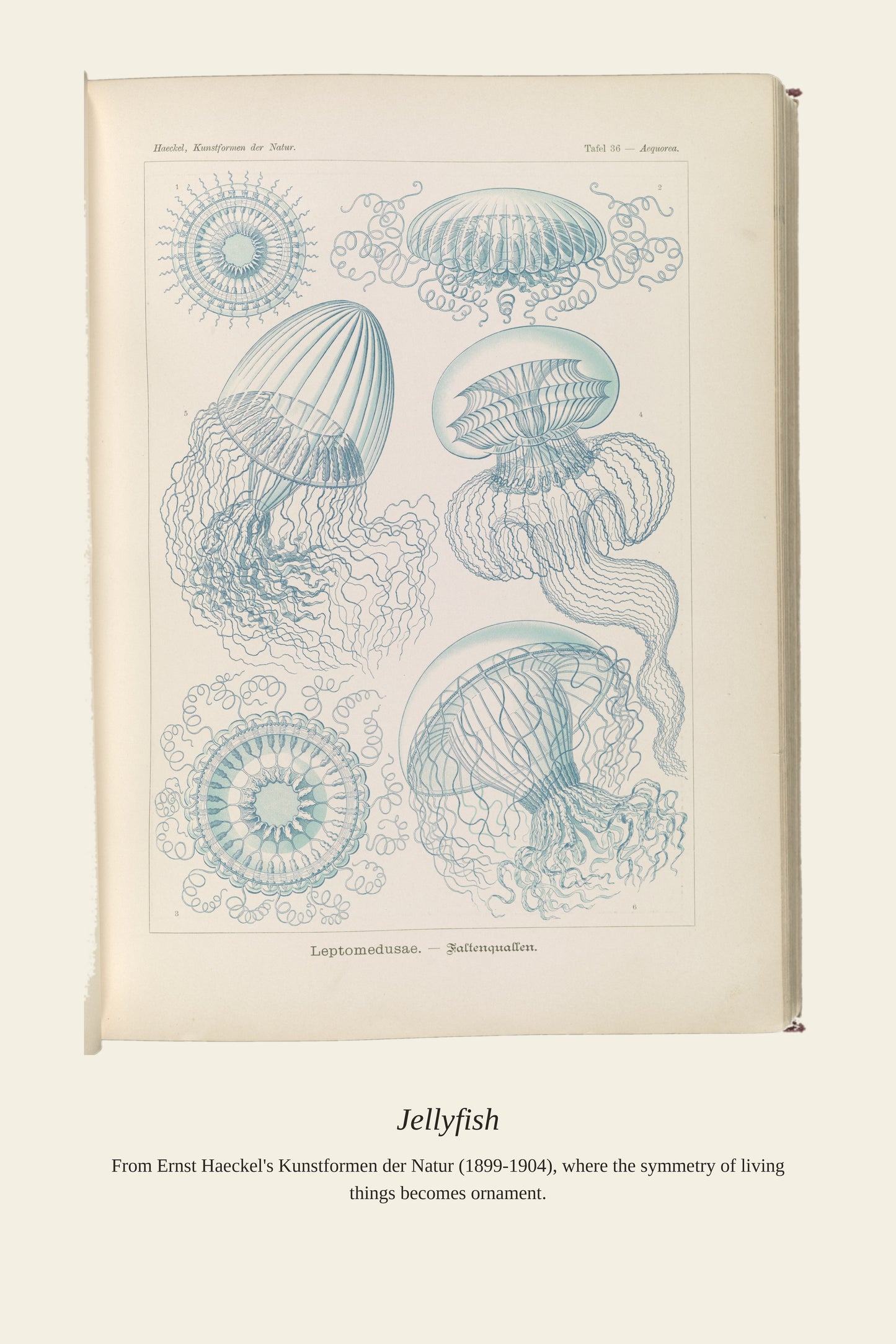 Jellyfish - Antique Art Print
