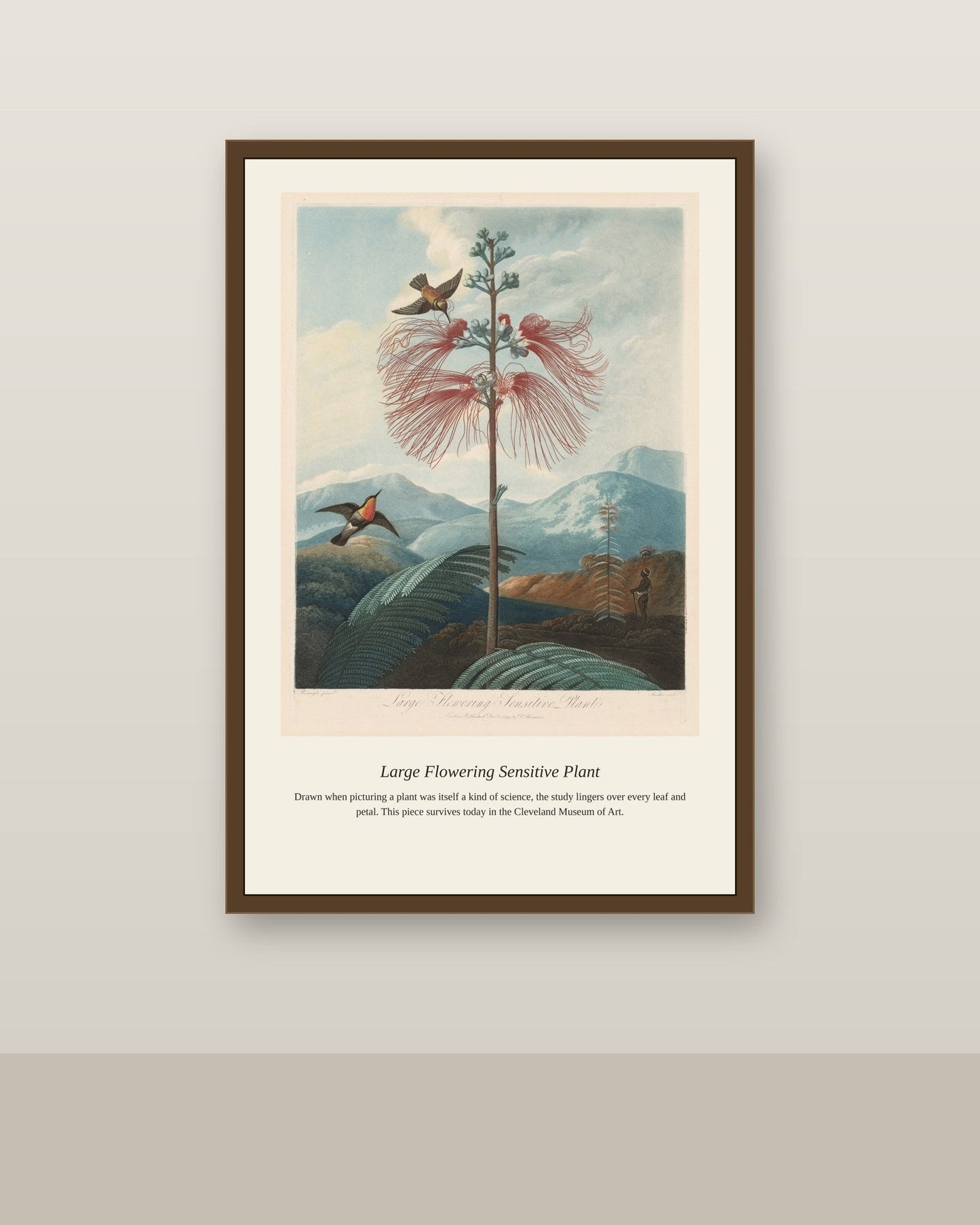 Large Flowering Sensitive Plant antique botanical print shown framed on a wall in a styled room
