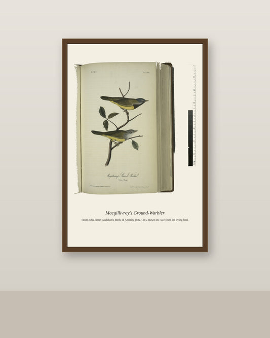 Macgillivray's Ground Warbler. I. Male. II antique bird print shown framed on a wall in a styled room
