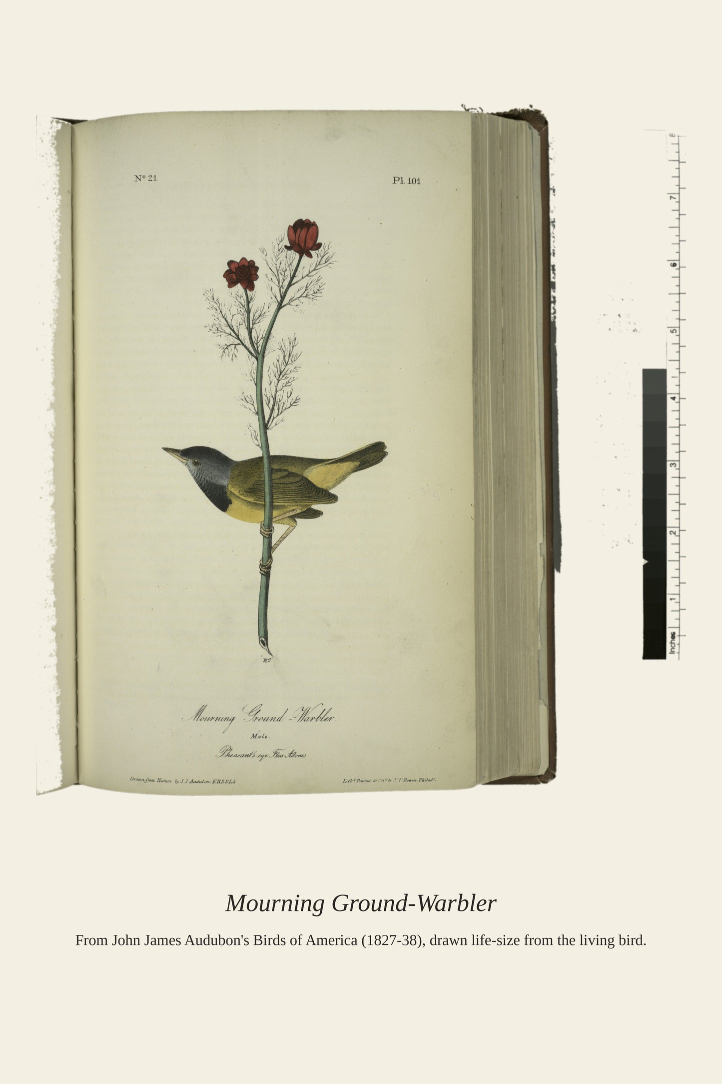 Mourning Ground Warbler. Male - Antique Bird Print