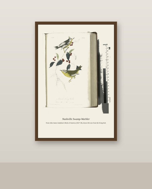 Nashville Swamp Warbler. I. Male. II. Female antique bird print shown framed on a wall in a styled room
