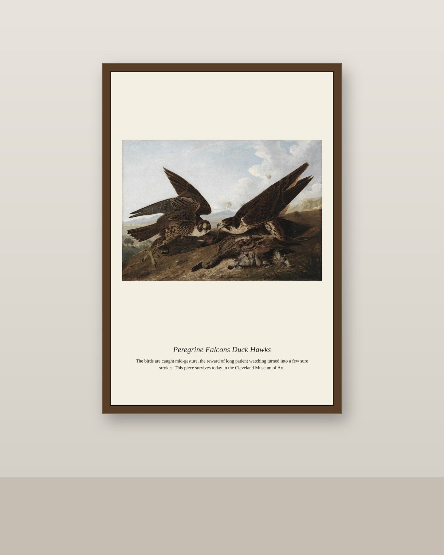 Peregrine Falcons Duck Hawks antique natural history print shown framed on a wall in a styled room