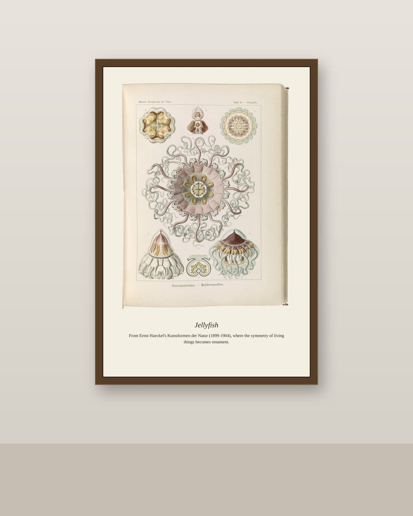 Peromedusae Jellyfish antique natural history print shown framed on a wall in a styled room