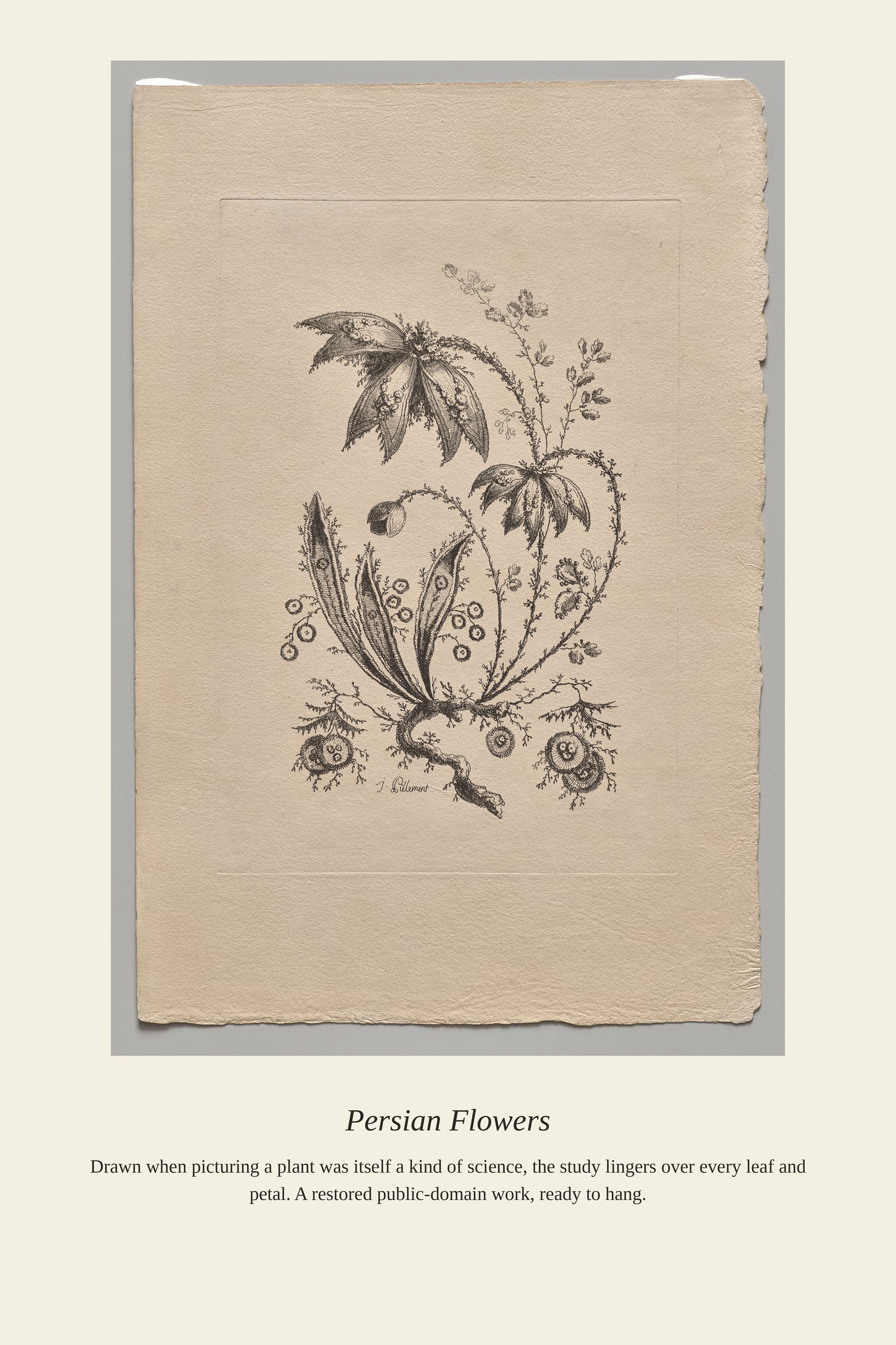 Persian Flowers - Antique Botanical Print