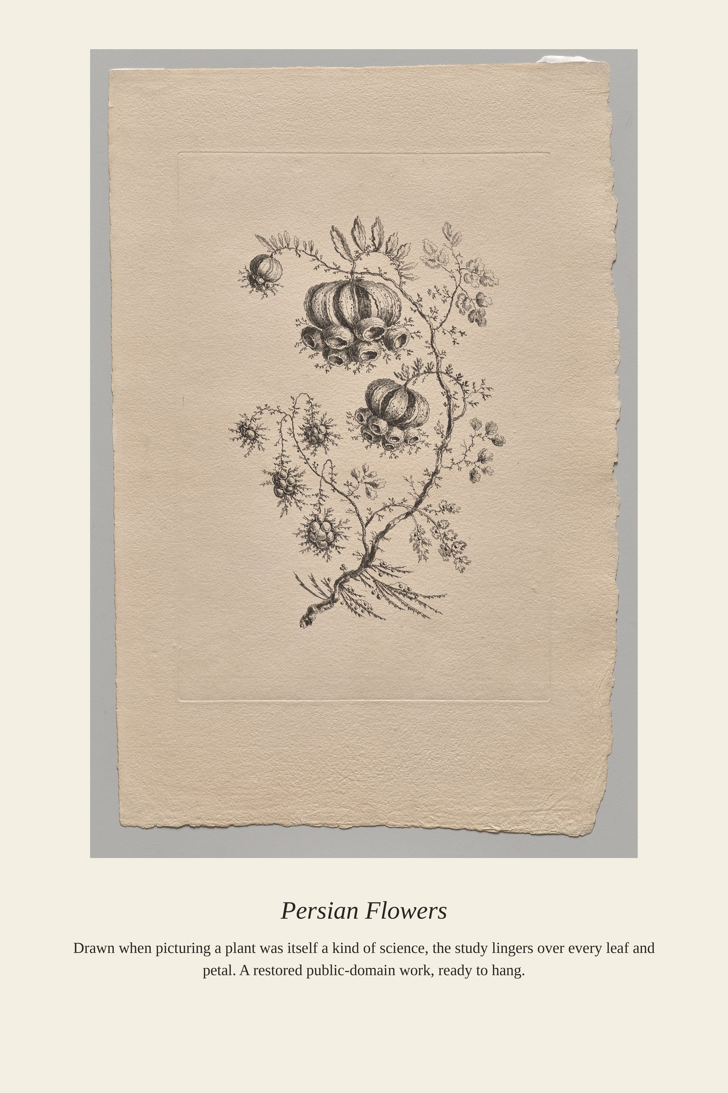 Persian Flowers (6) - Antique Botanical Print