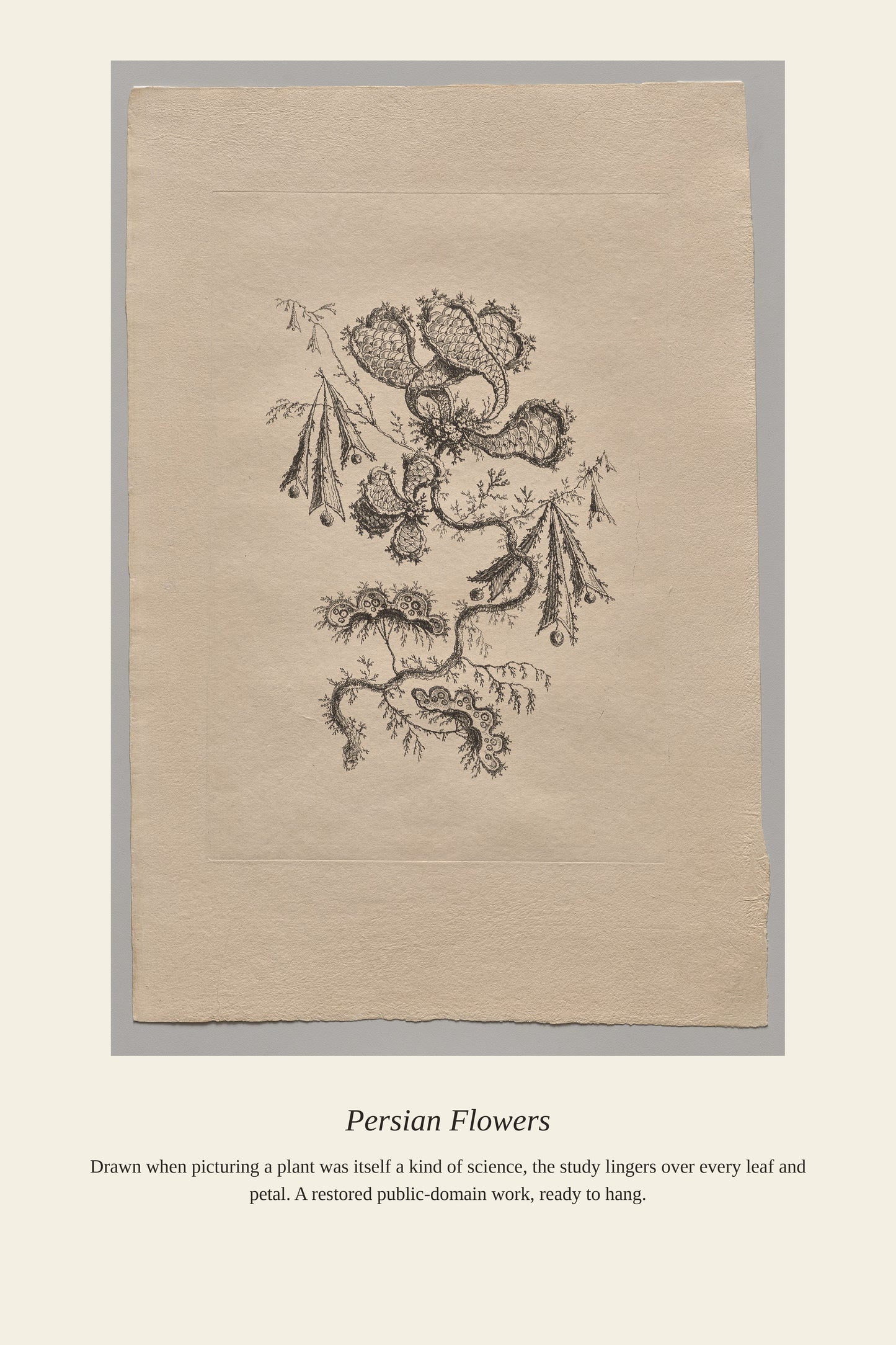 Persian Flowers (7) - Antique Botanical Print