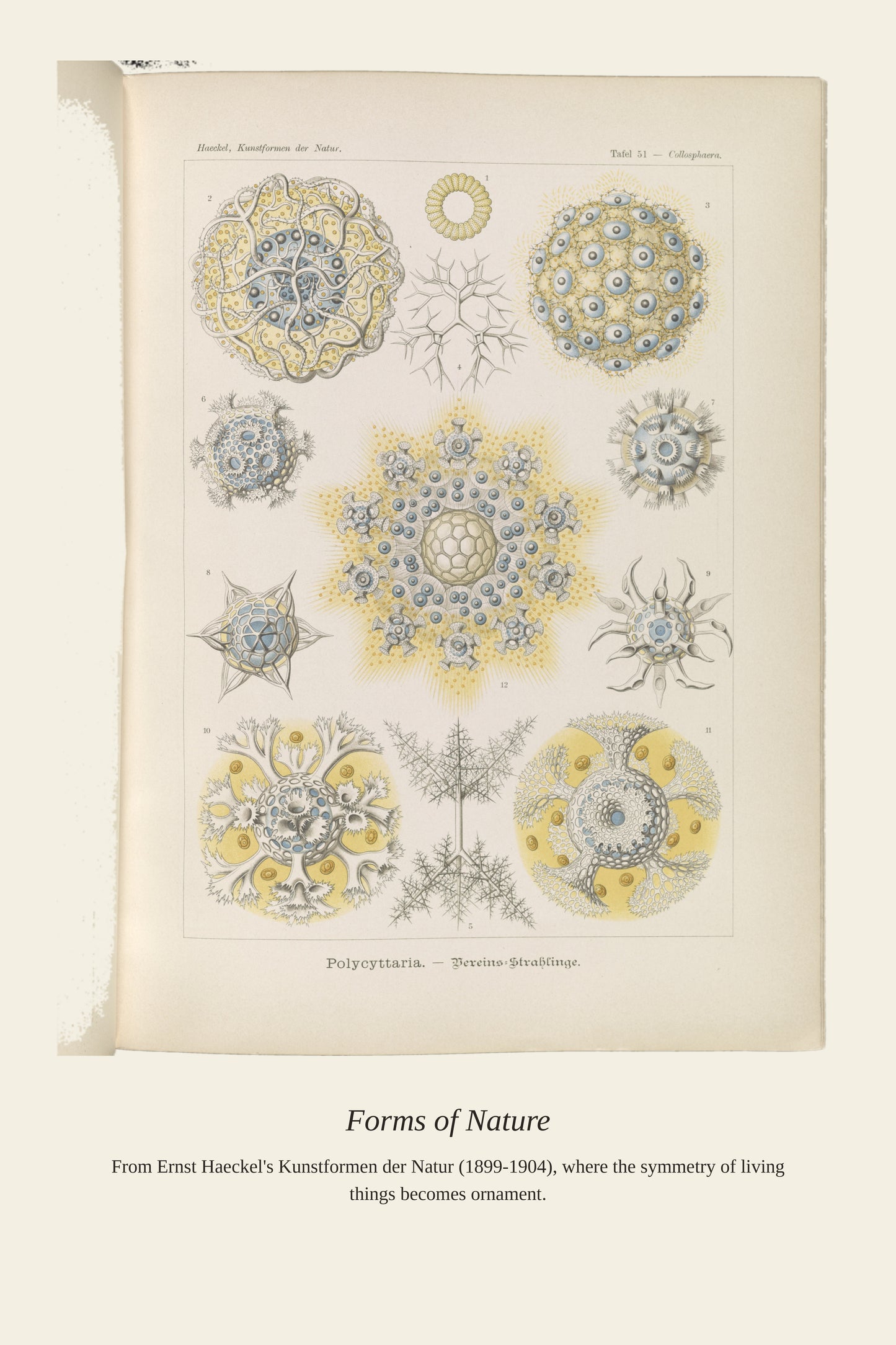 Polycyttaria. Vereins Strahlinge - Antique Art Print