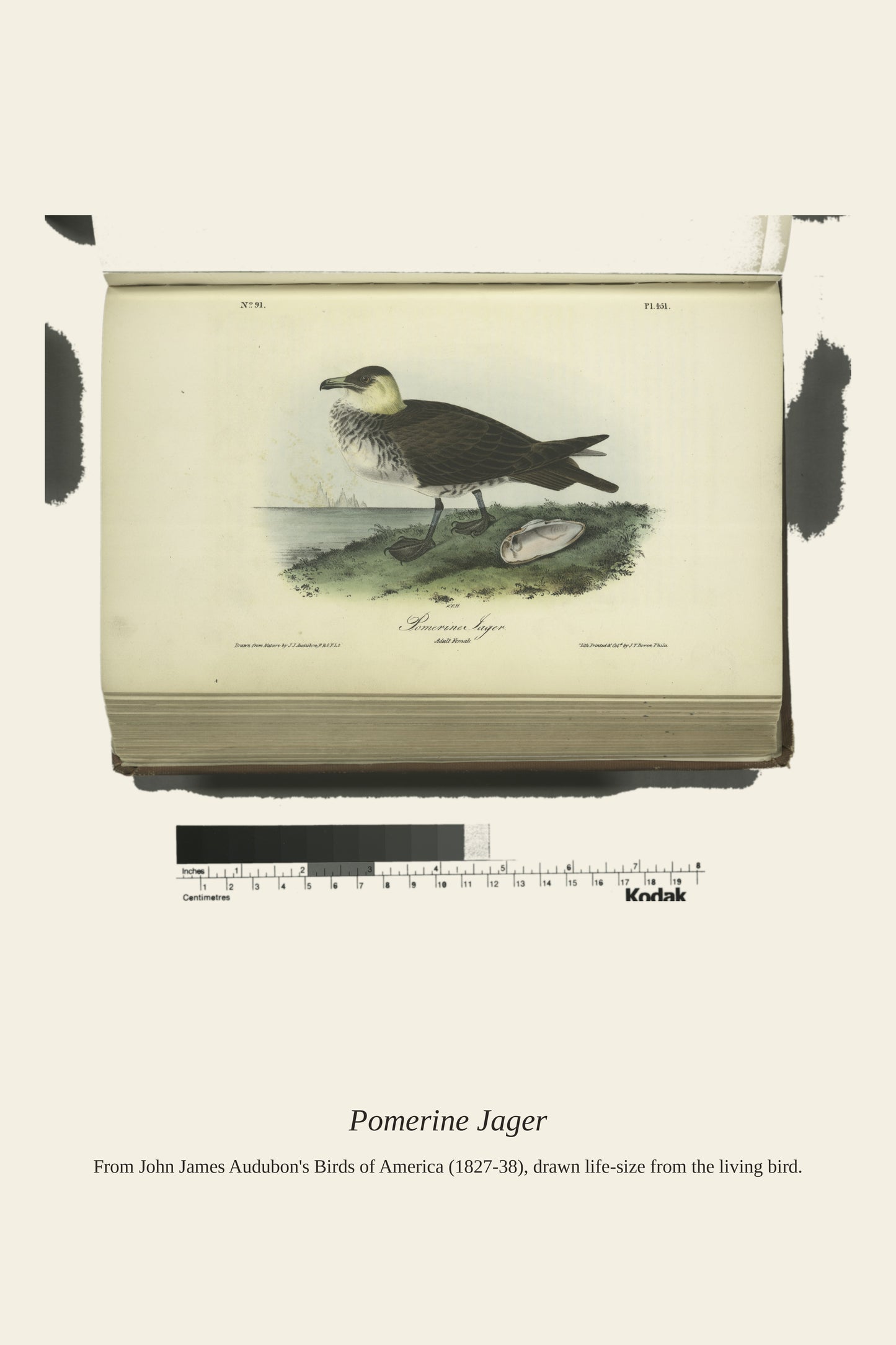 Pomerine Jager. Adult Female - Antique Bird Print