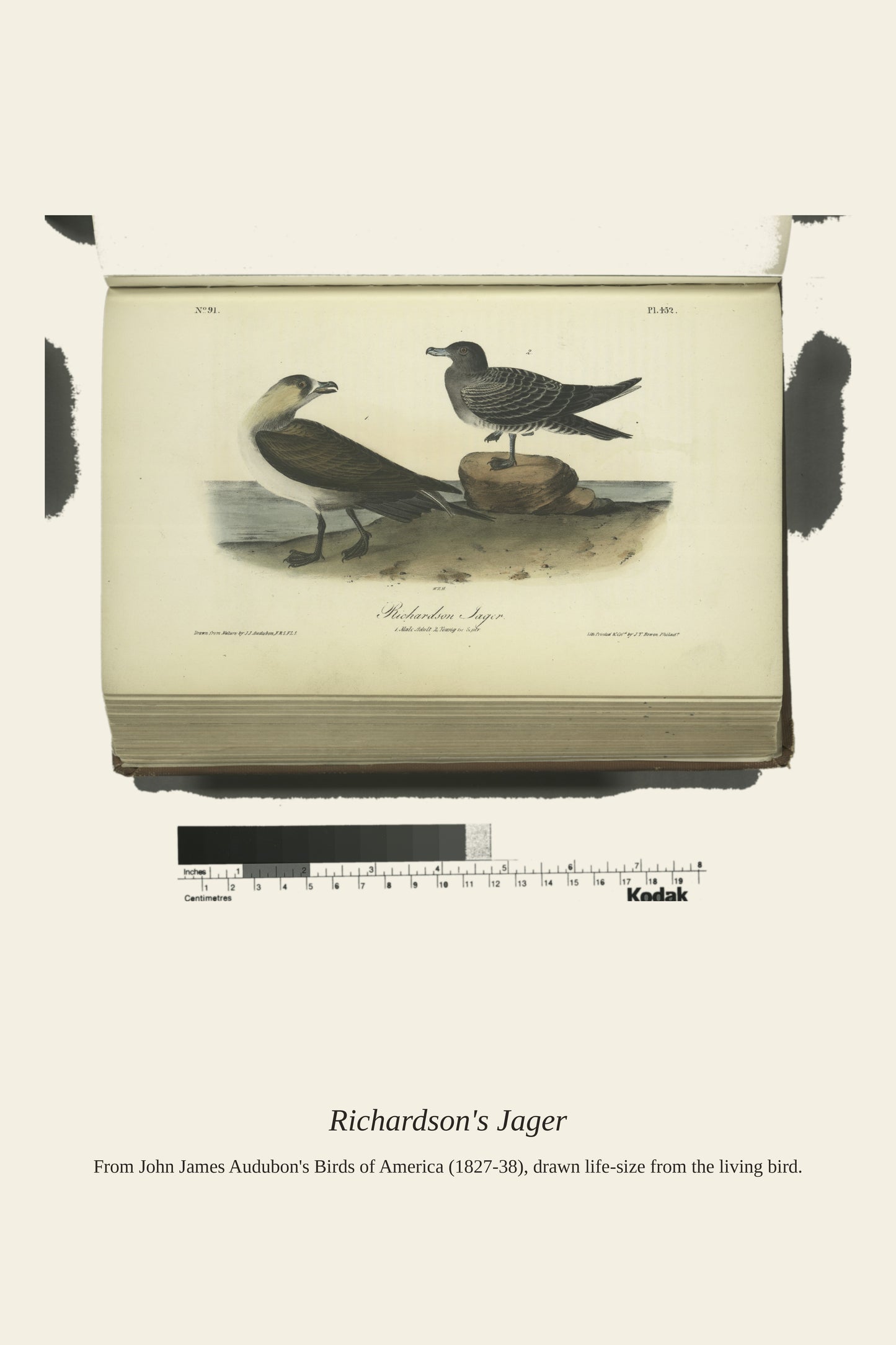 Richardson's Jager. I. Male Adult. II - Antique Bird Print